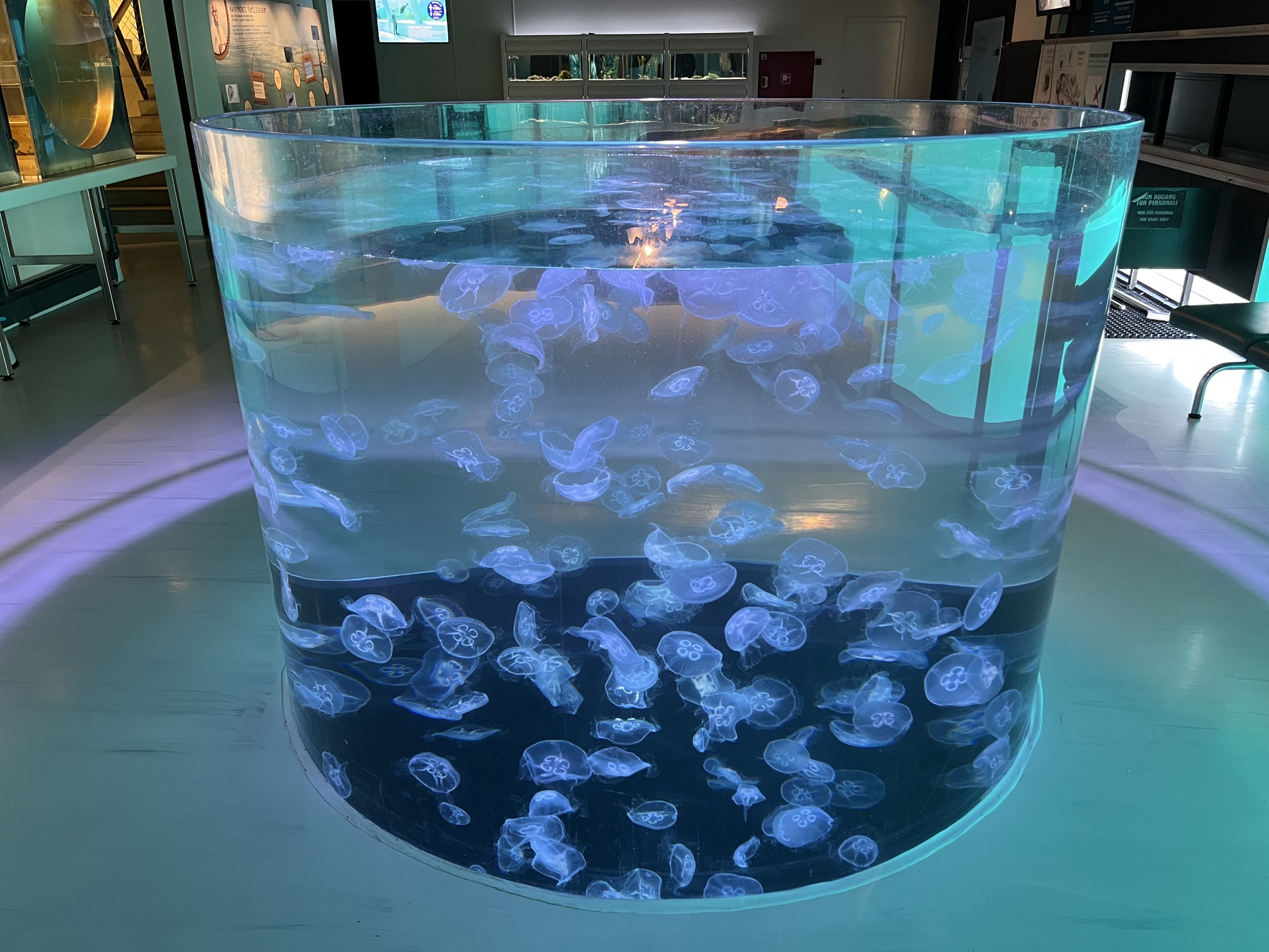 Touch a Moon Jellyfish!