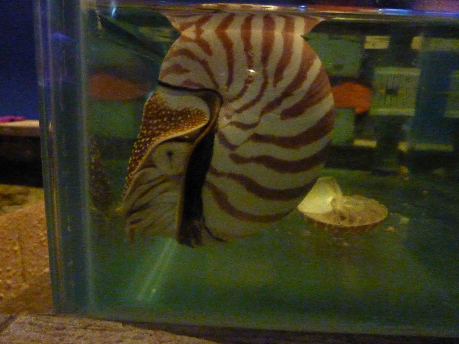 Touch a nautilus, May 2013.