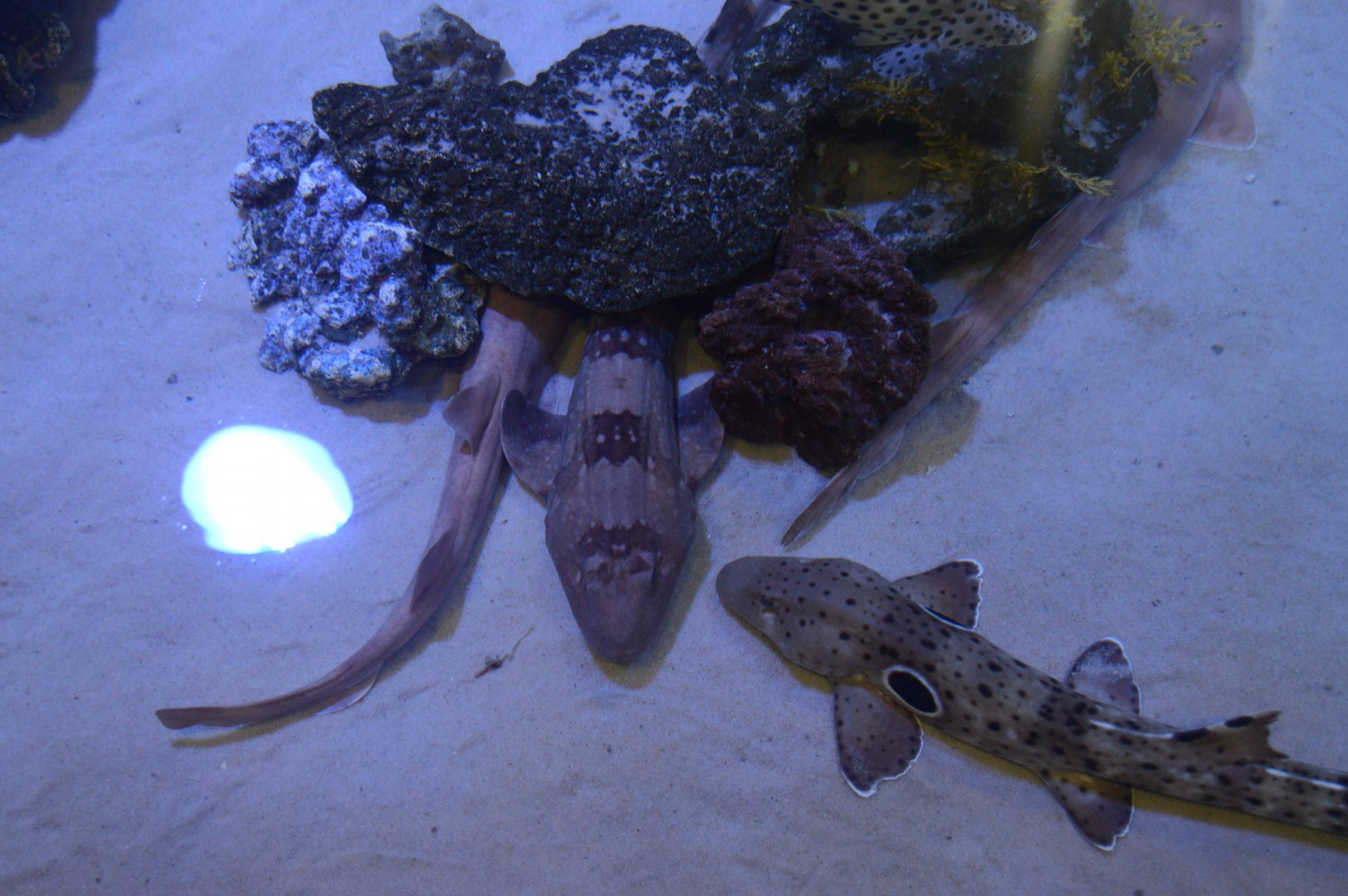 Touch-a-Shark - Bamboo Sharks