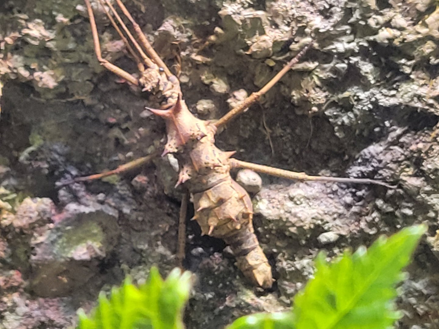 Touch-Me-Not Stick Insect(Epidares nolimetangere)