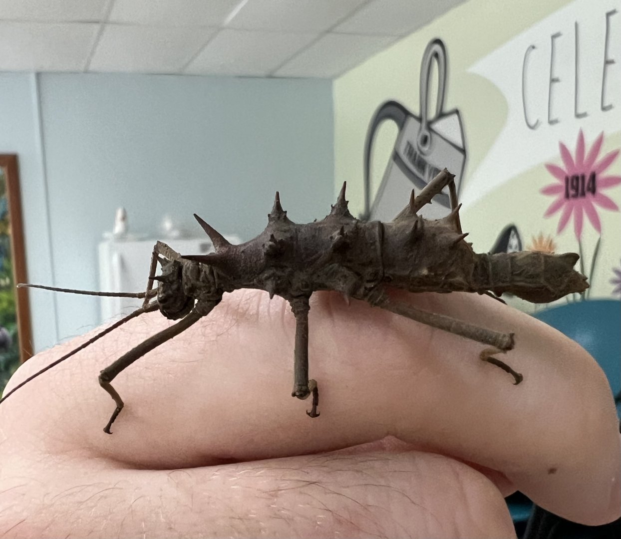 Touch-me-not stick insect (Epidares nolimetangere)