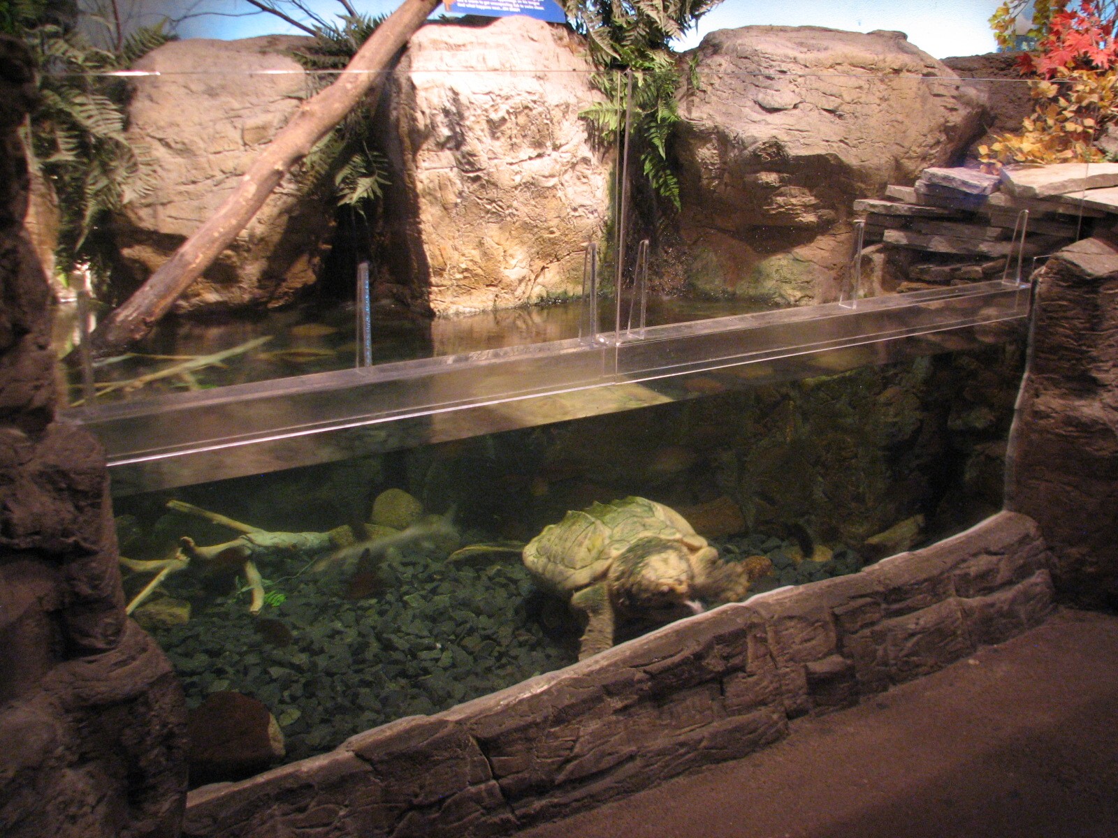 Touch of the Wild Woods - Alligator Snapping Turtle Exhibit