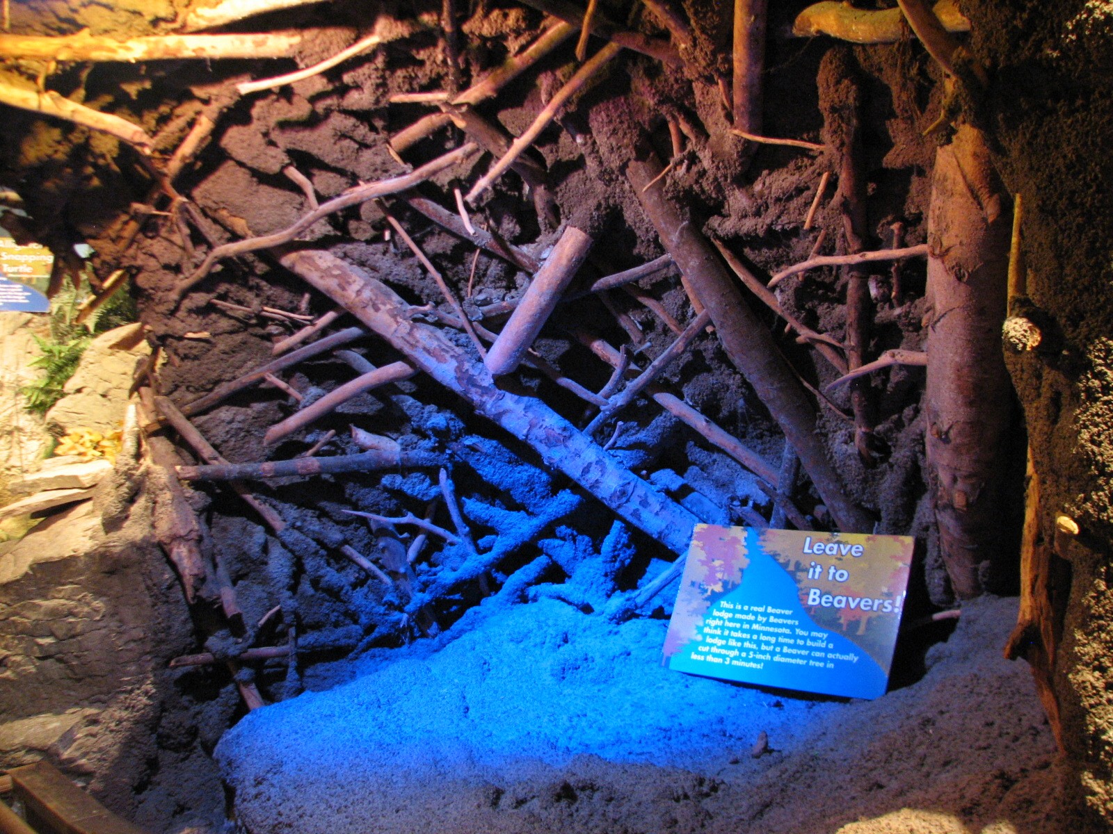 Touch of the Wild Woods - Beaver Dam Display