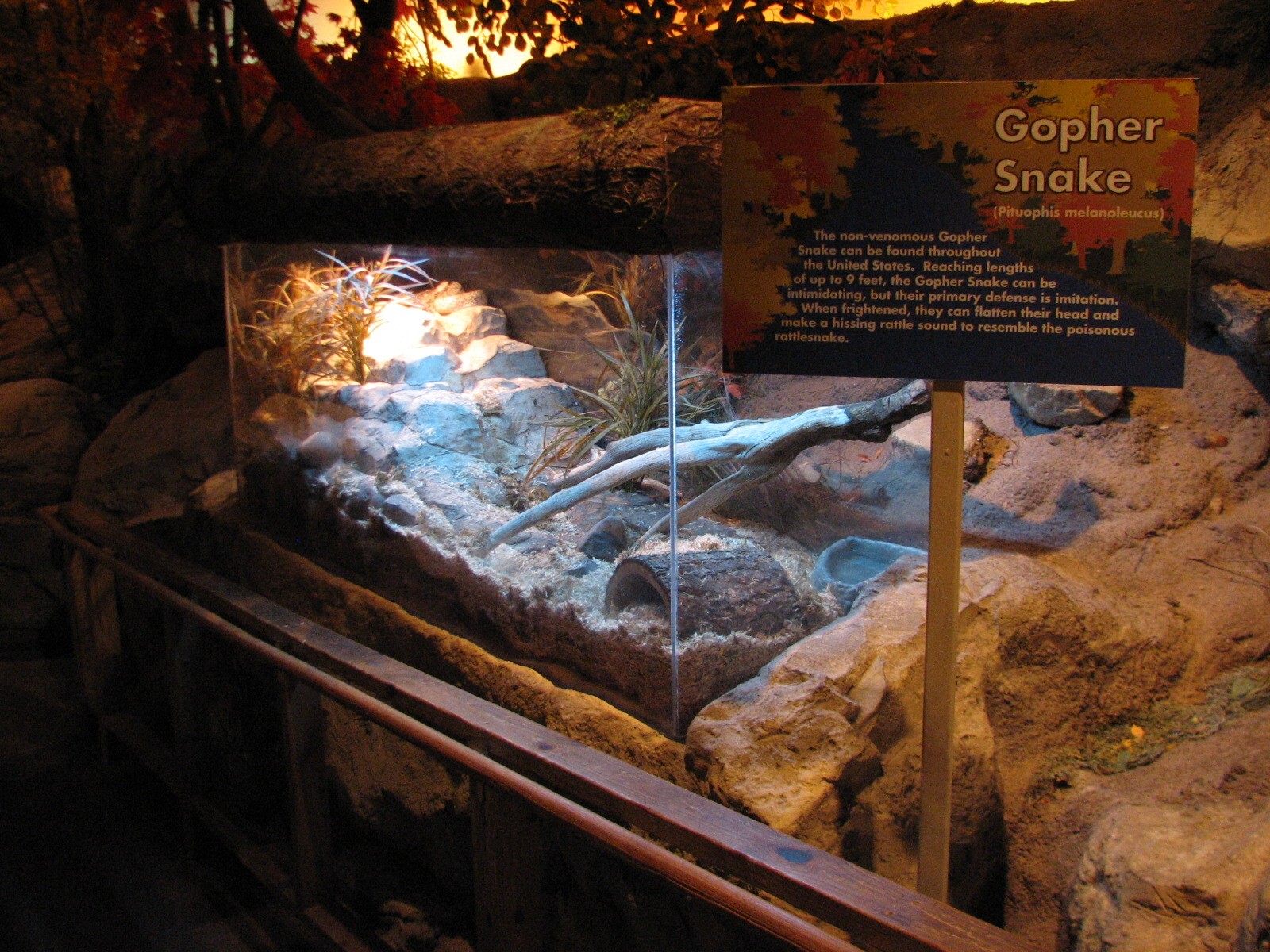 Touch of the Wild Woods - Gopher Snake Exhibit
