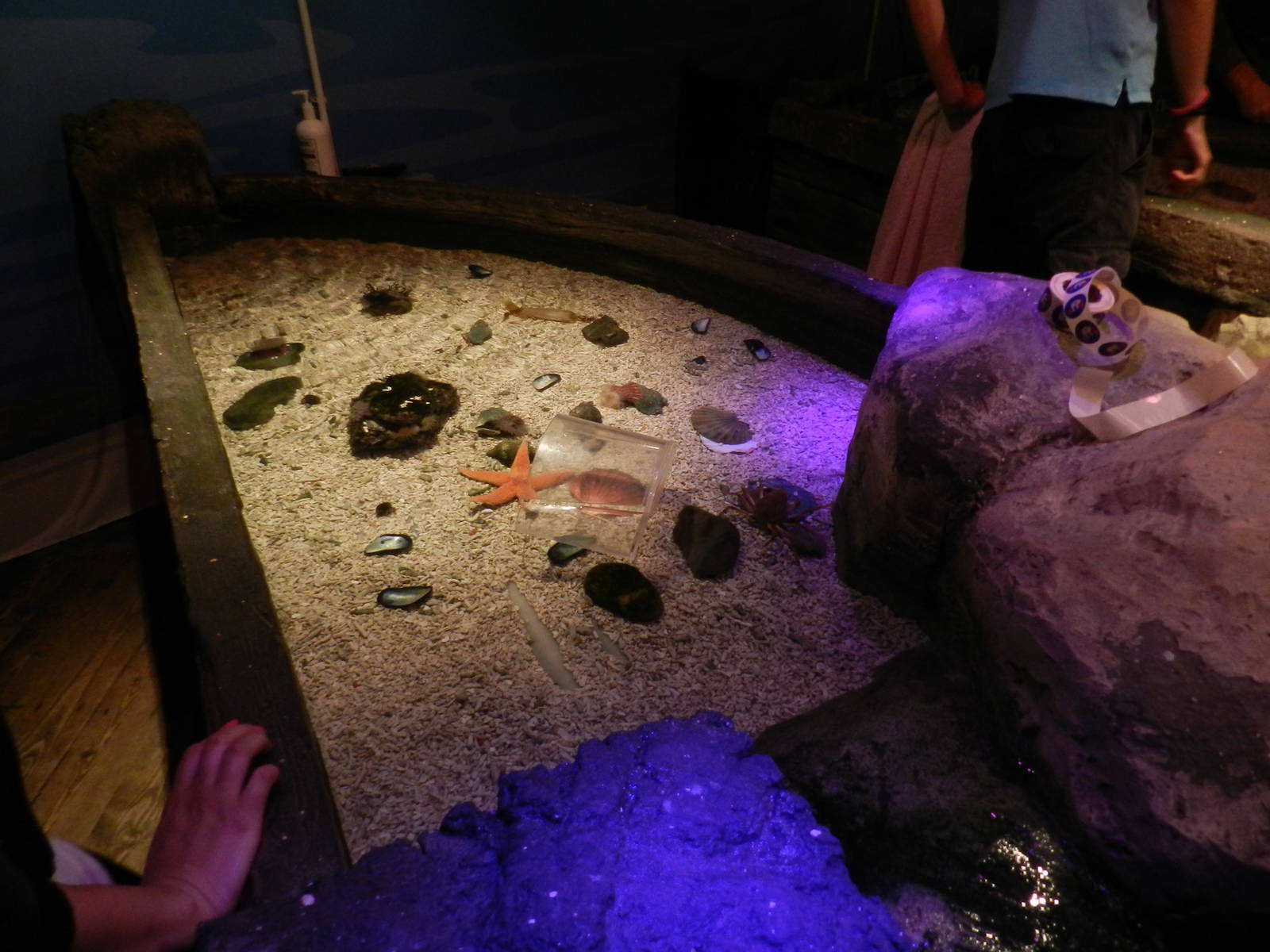 Touch Pool at SEA LIFE Scarborough - 26/08/2012