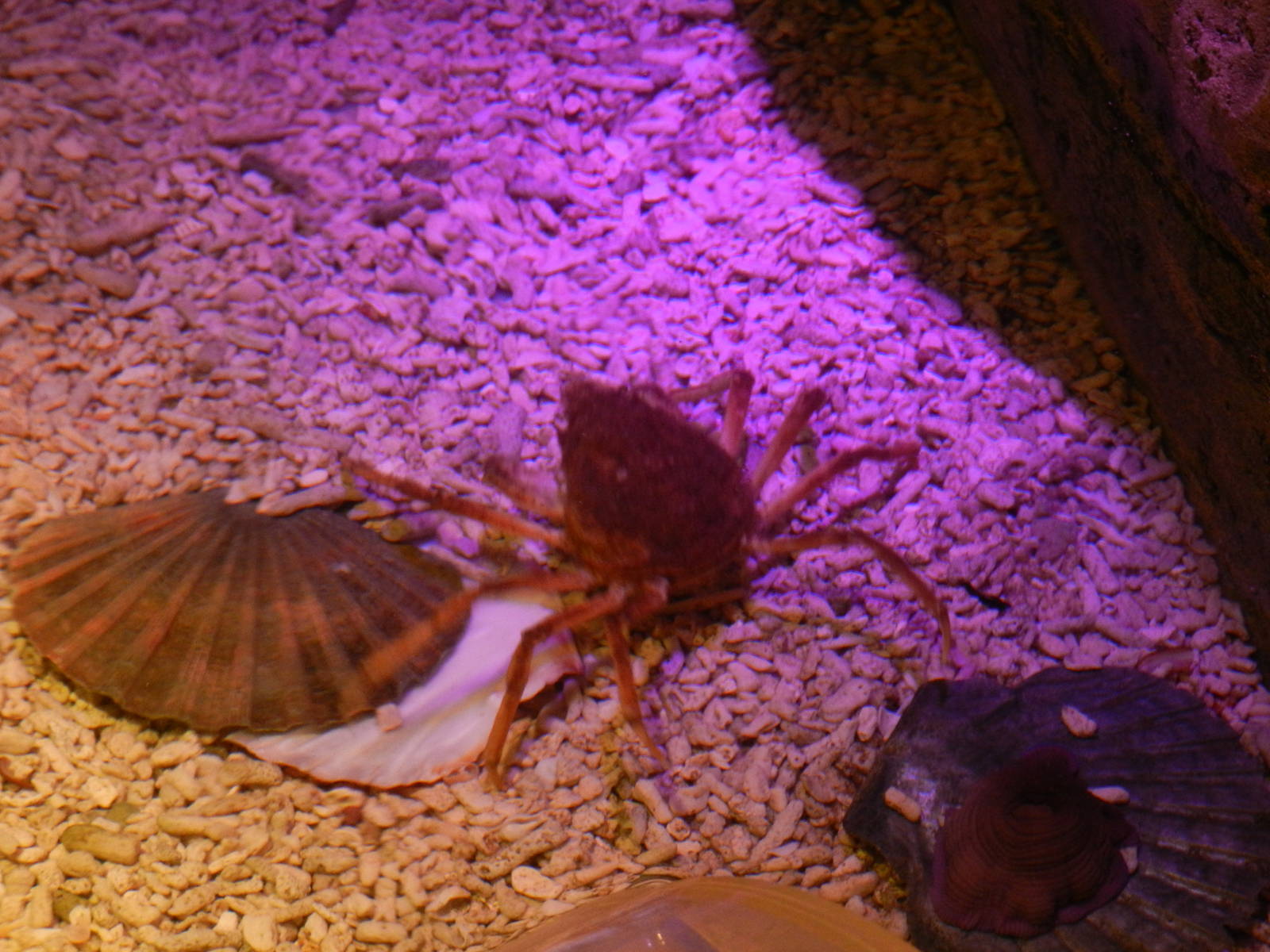 Touch Pool Crab at SEA LIFE Scarborough - 26/08/2012