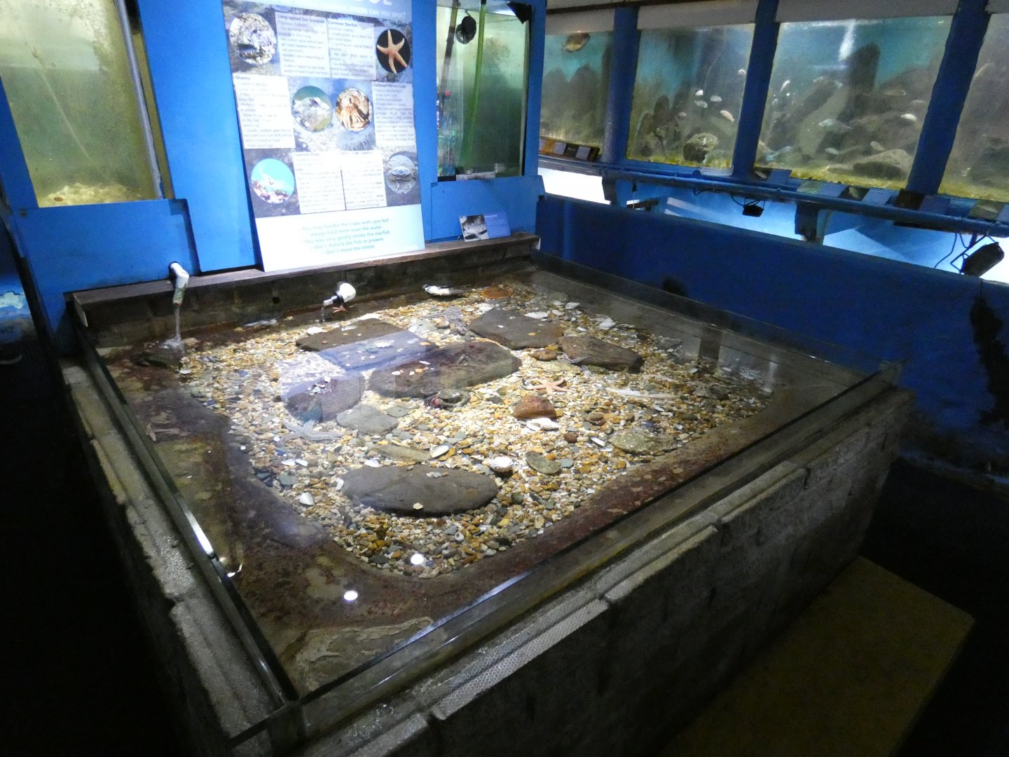 Touch Pool (Fowey Aquarium)