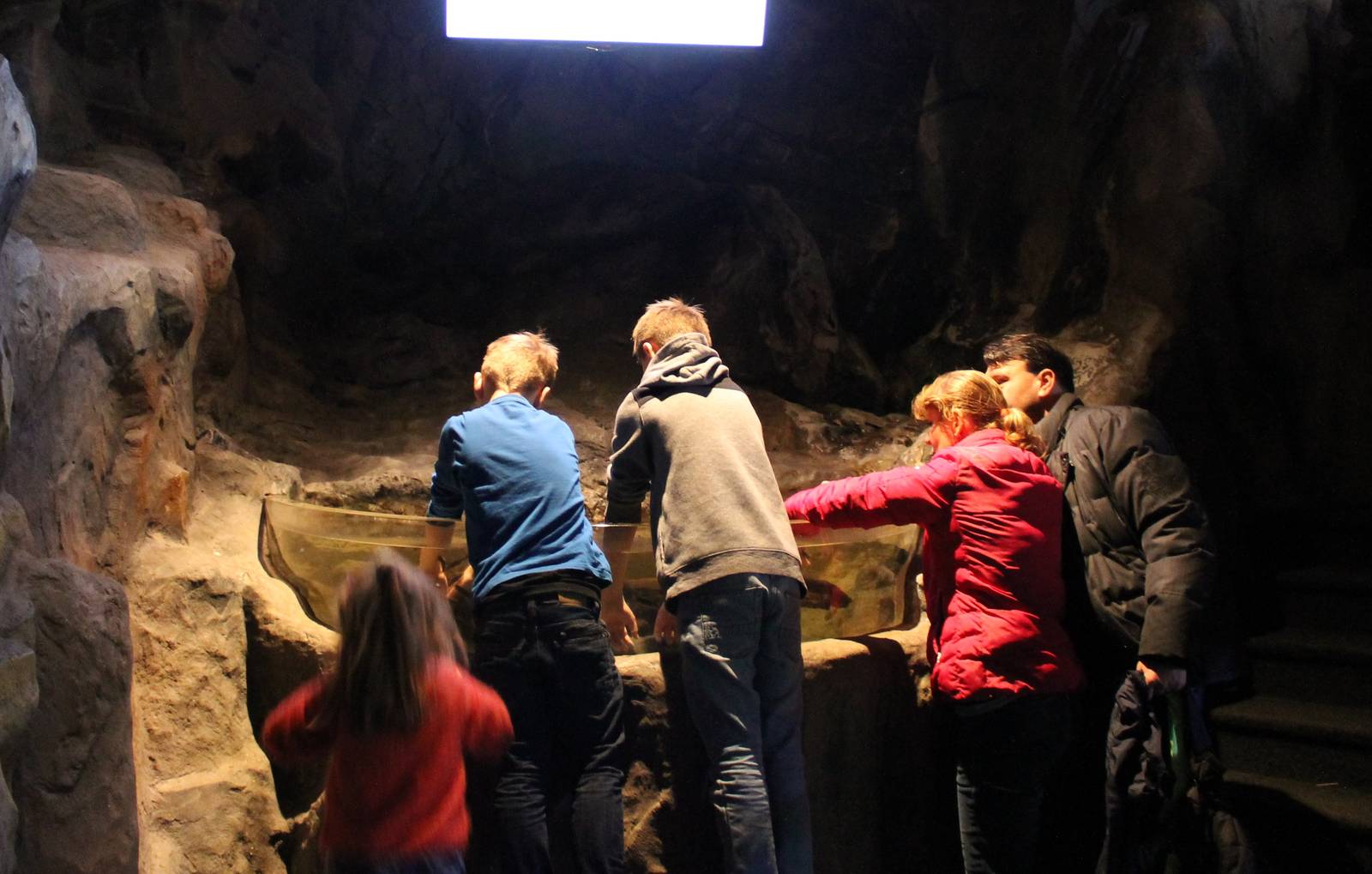 Touch-pool Garra rufa