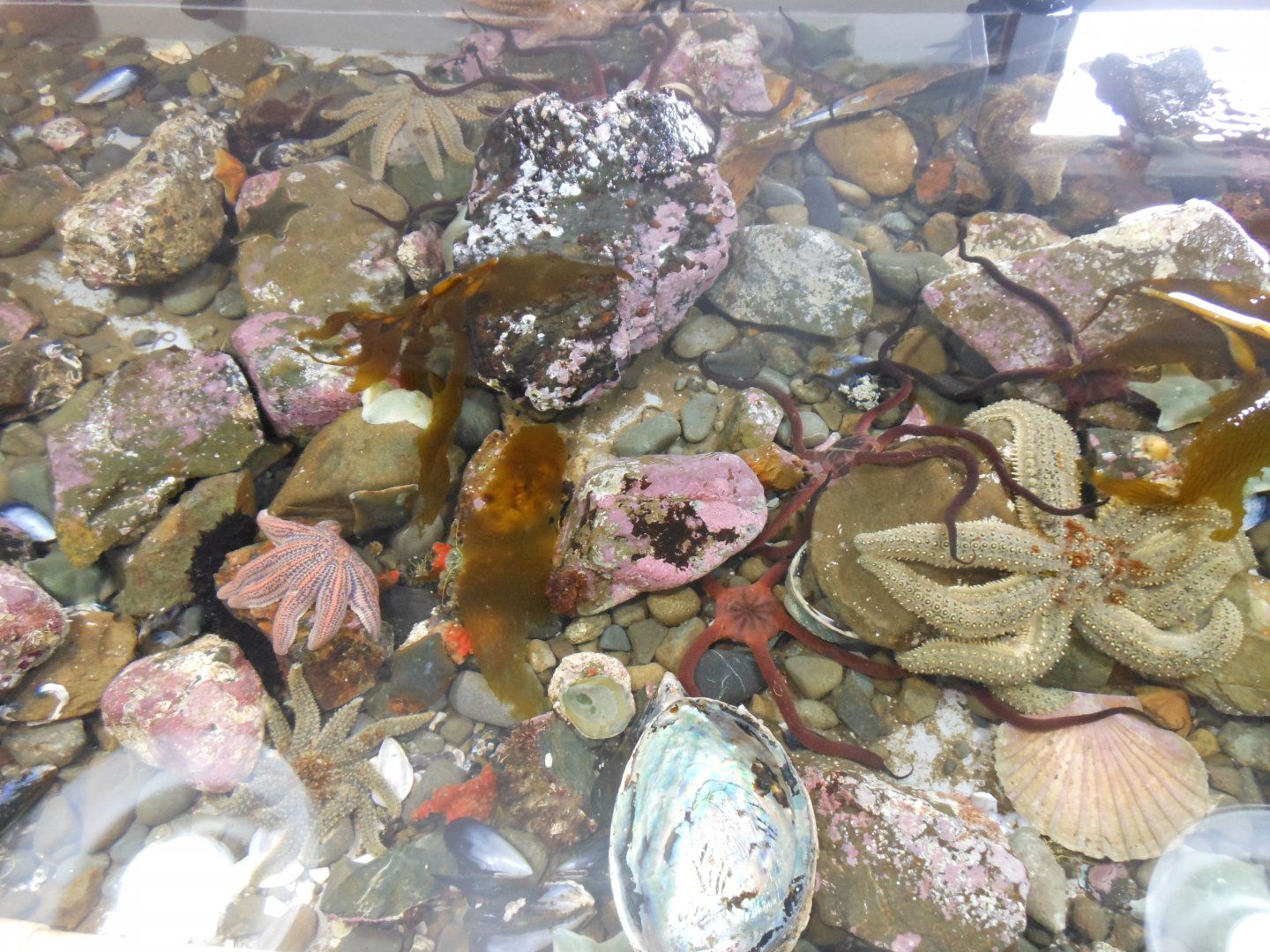 Touch pool inhabitants