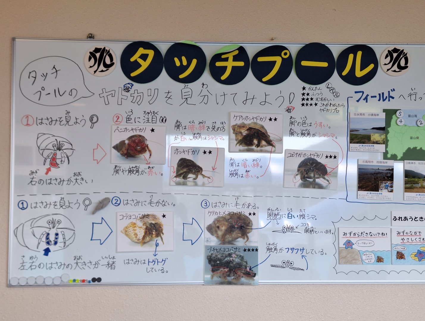 Touch pool signage - Uozu Aquarium