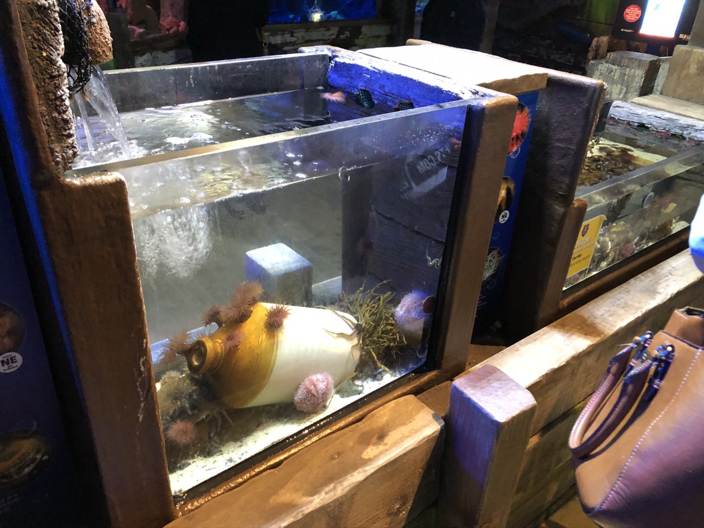 Touch Pools at SEA LIFE Blackpool (2019)