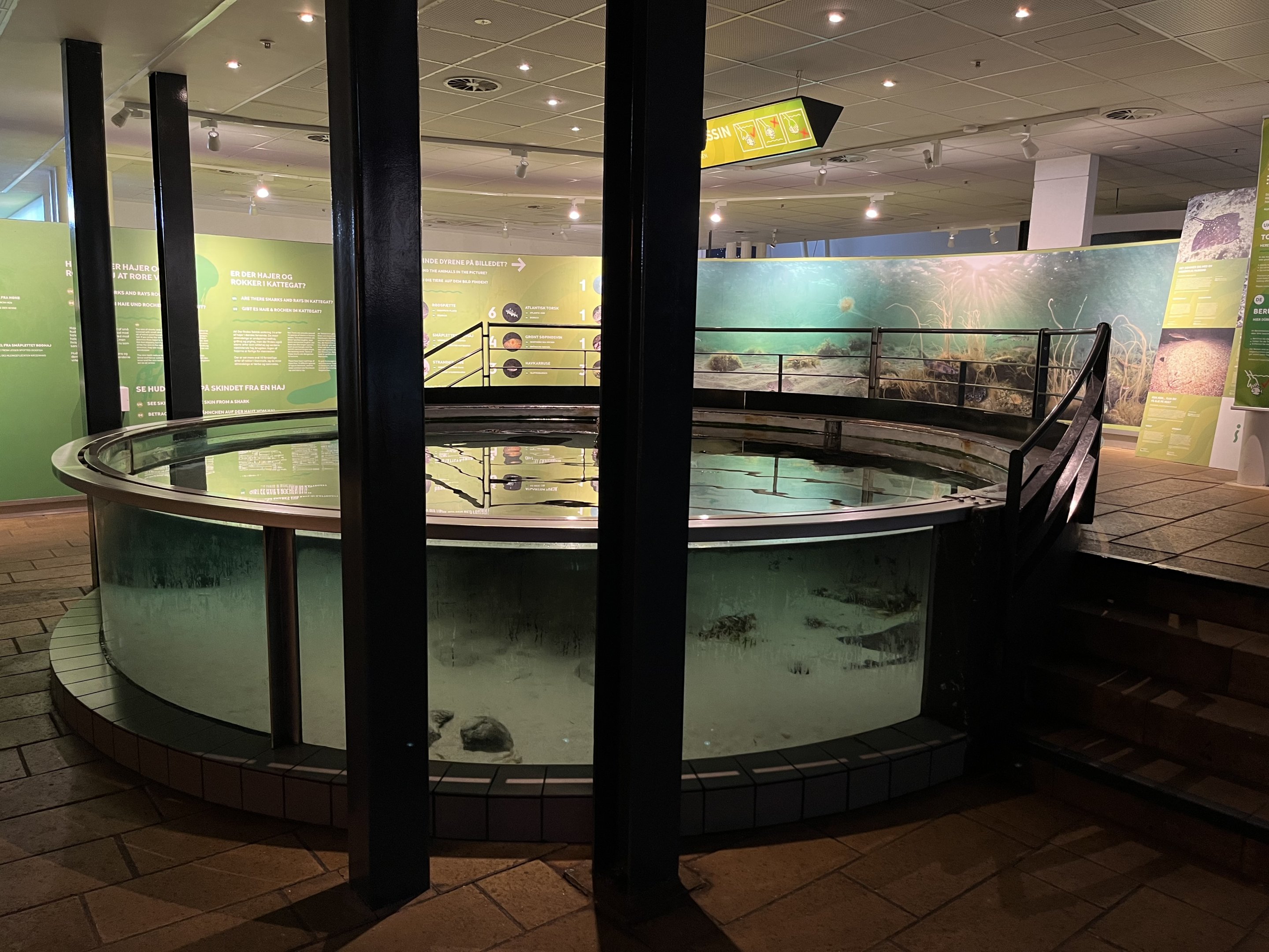 Touch Tank (3 species)