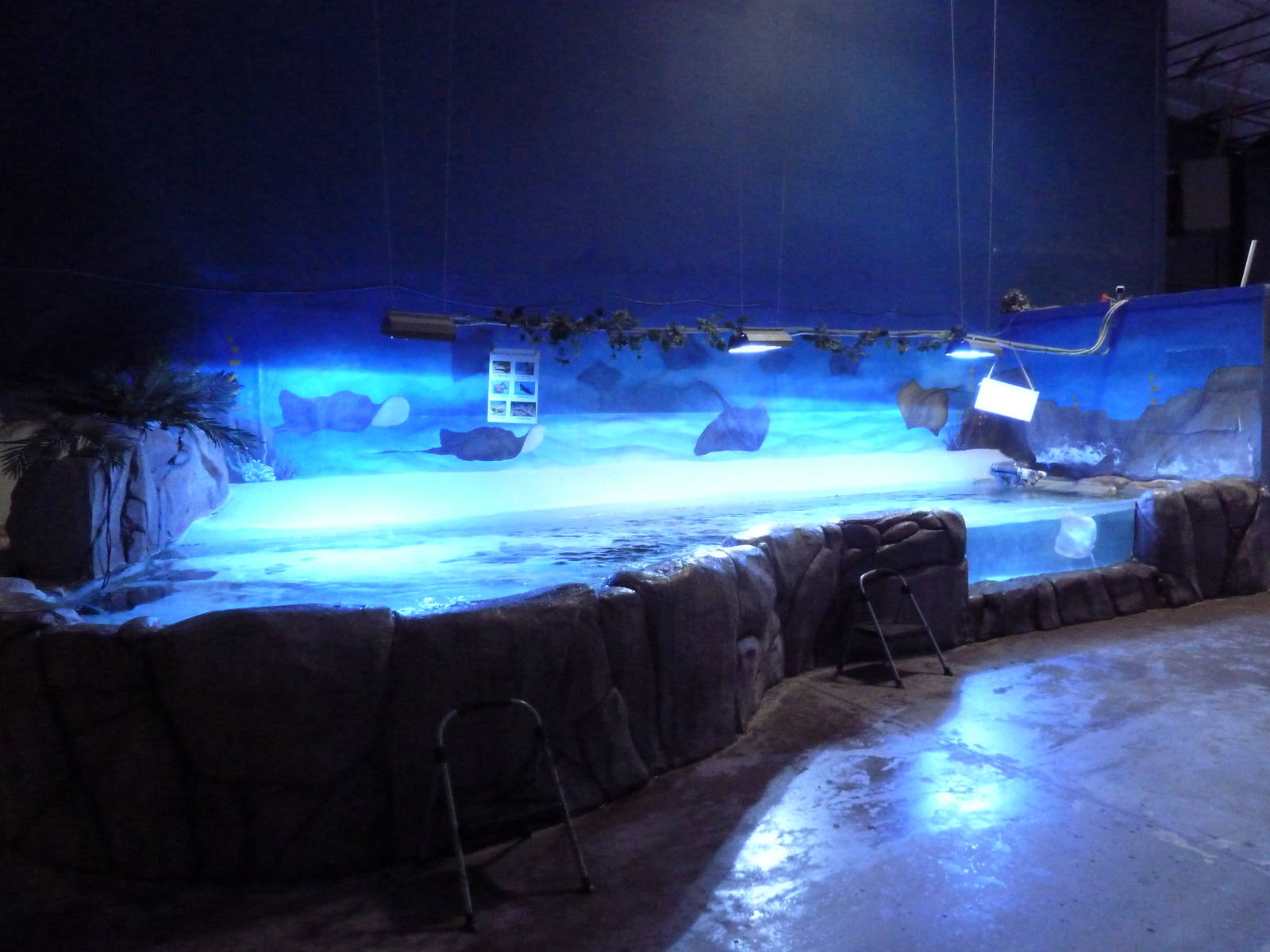 Touch Tank (4 Species)