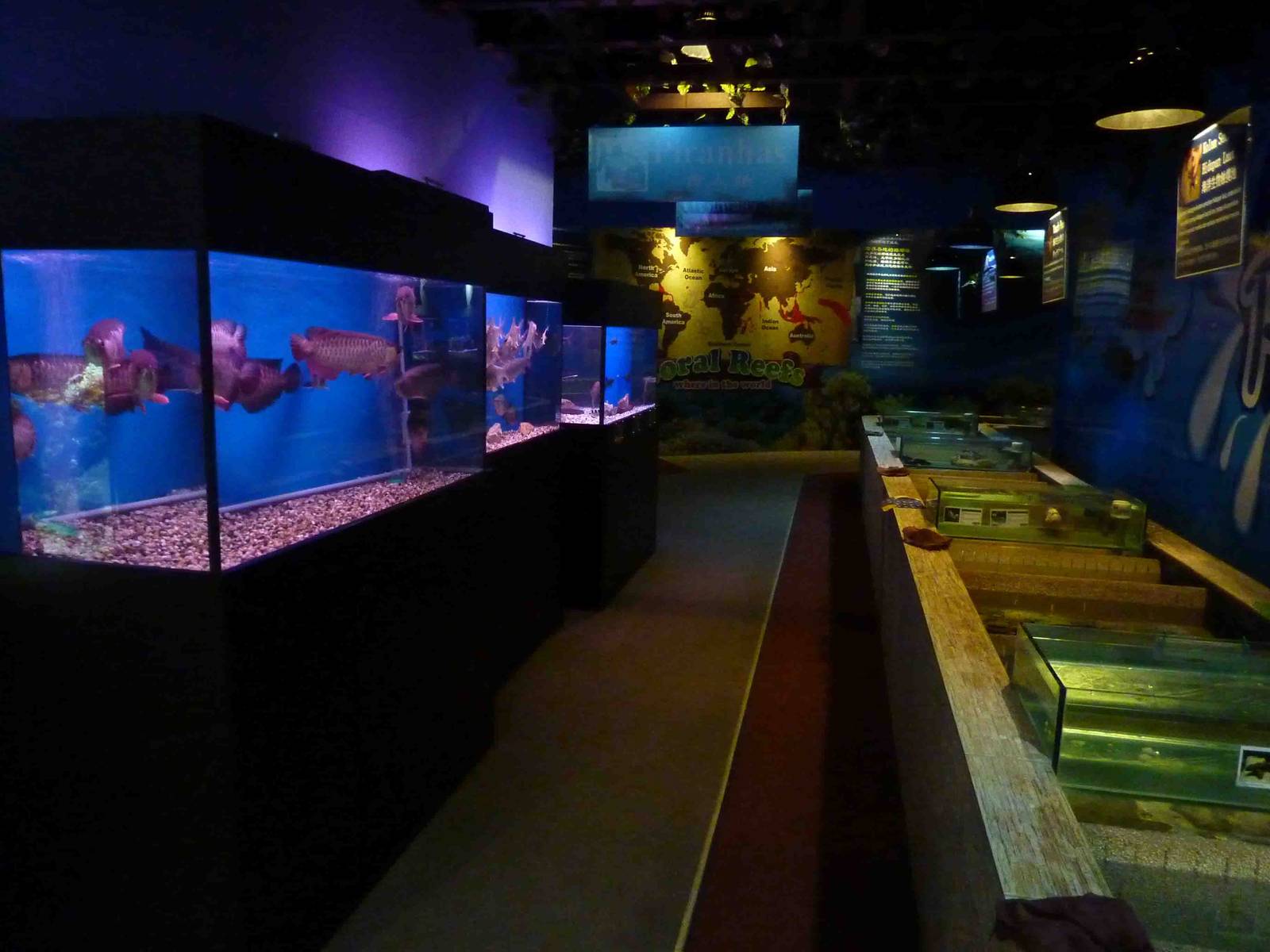 Touch tank and freshwater fish, May 2013.