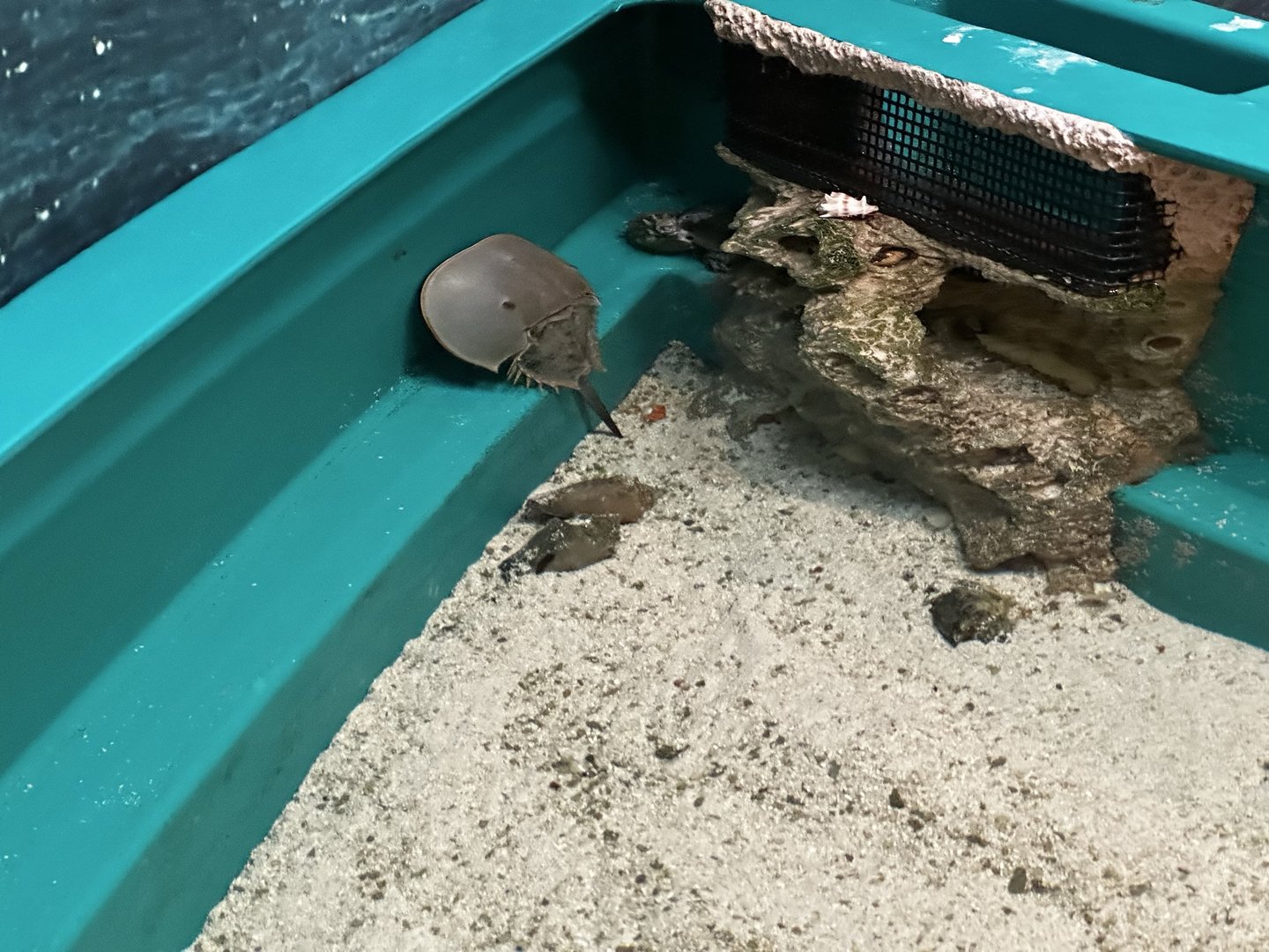 Touch Tank - Atlantic Horseshoe Crab