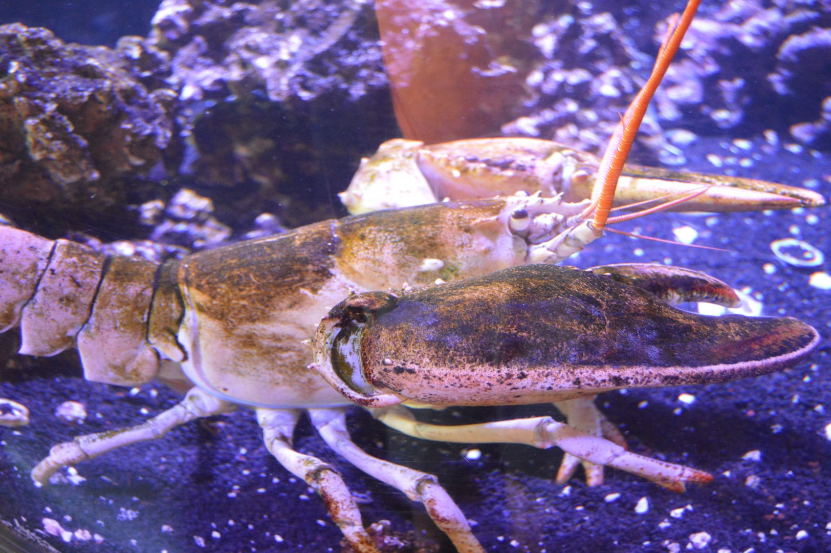 Touch Tank Building - American Lobster (Homarus americanus)