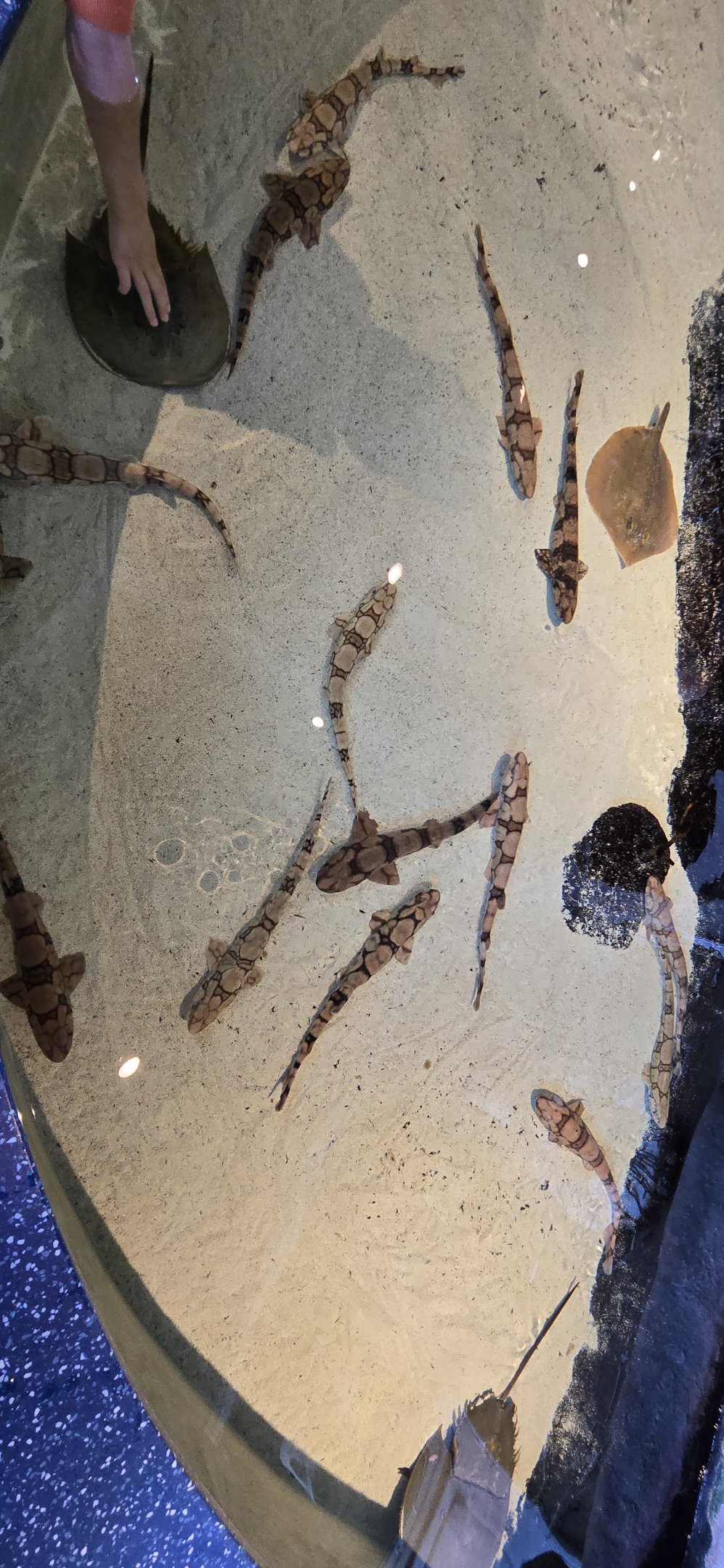 Touch Tank - Chain catshark