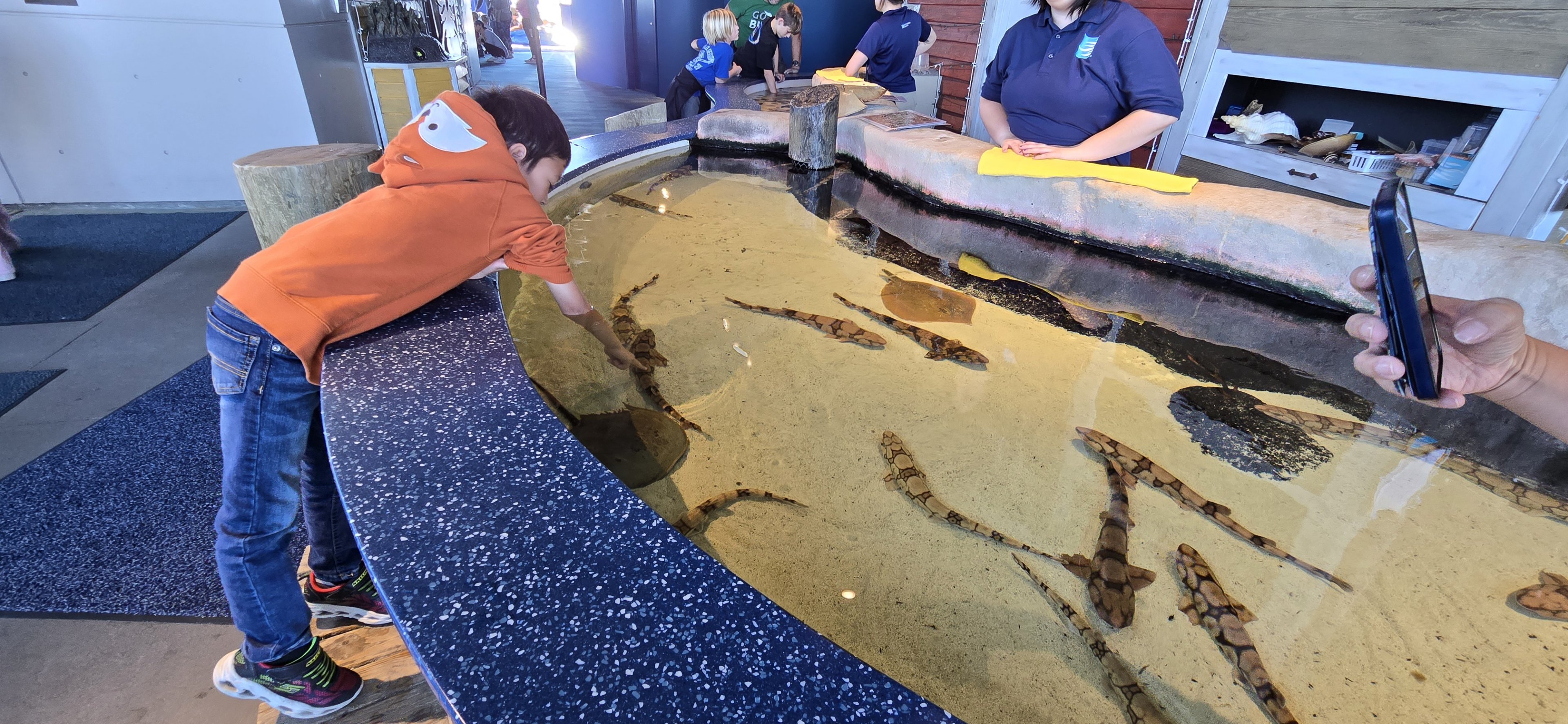 Touch Tank - Chain catshark