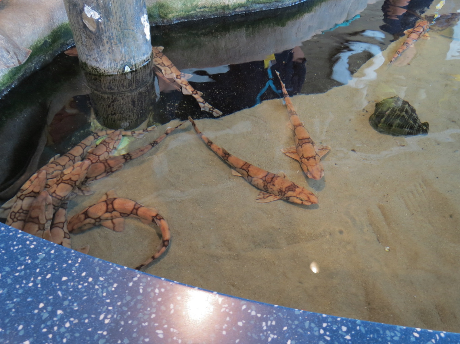 Touch Tank - Chain Dogfish