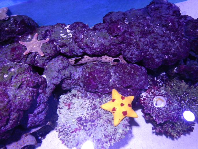 Touch Tank - Epaulette Shark and sea stars