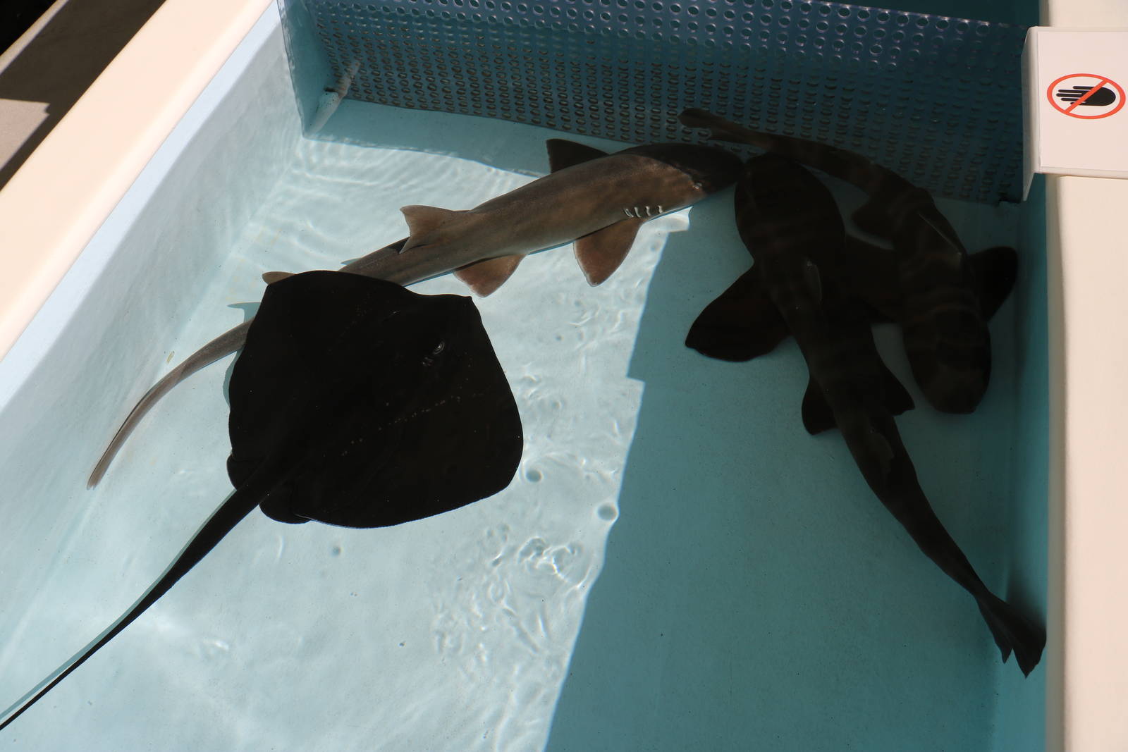 Touch tank, February 2016