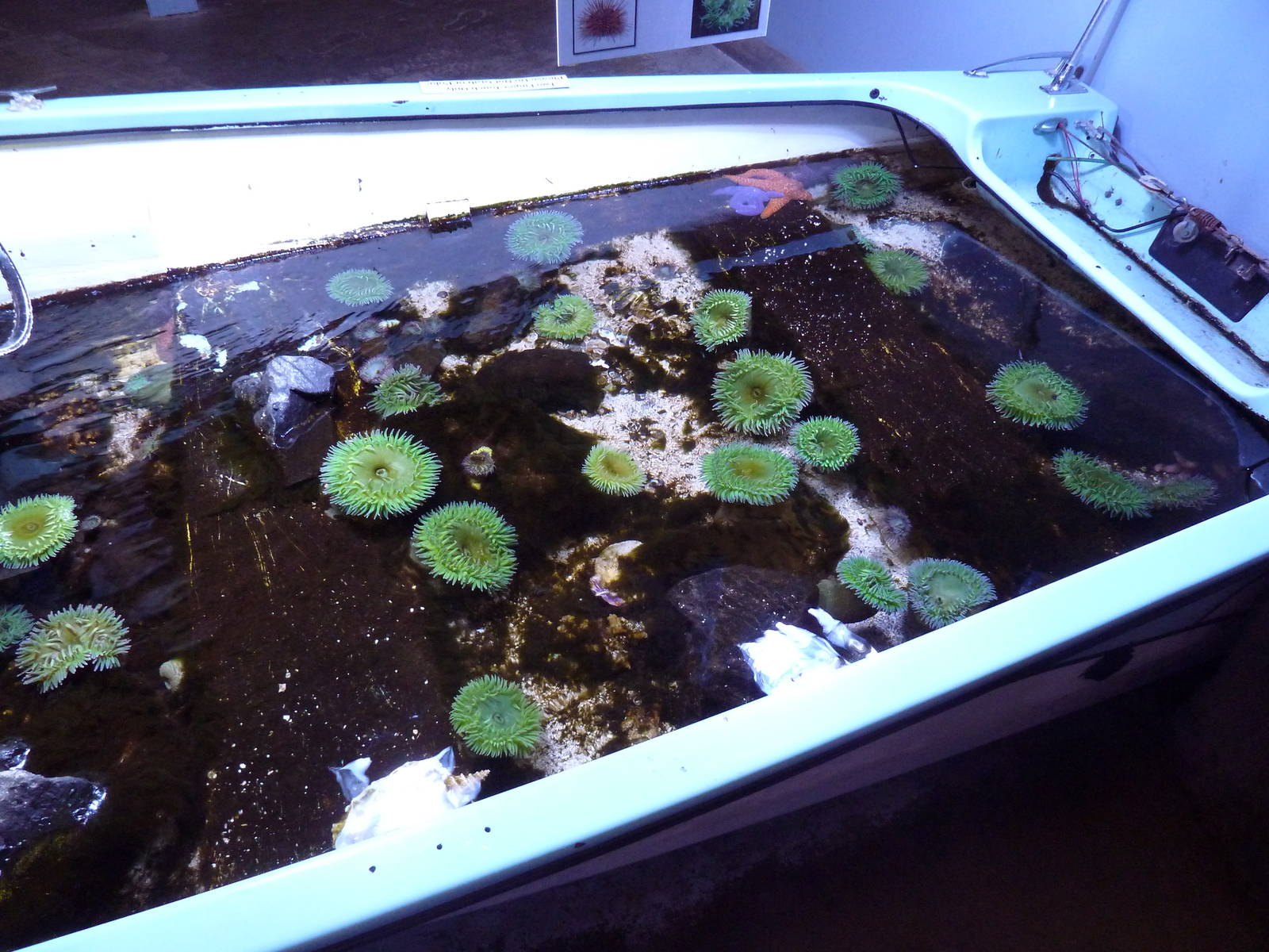 Touch Tank (in the bottom of a boat)