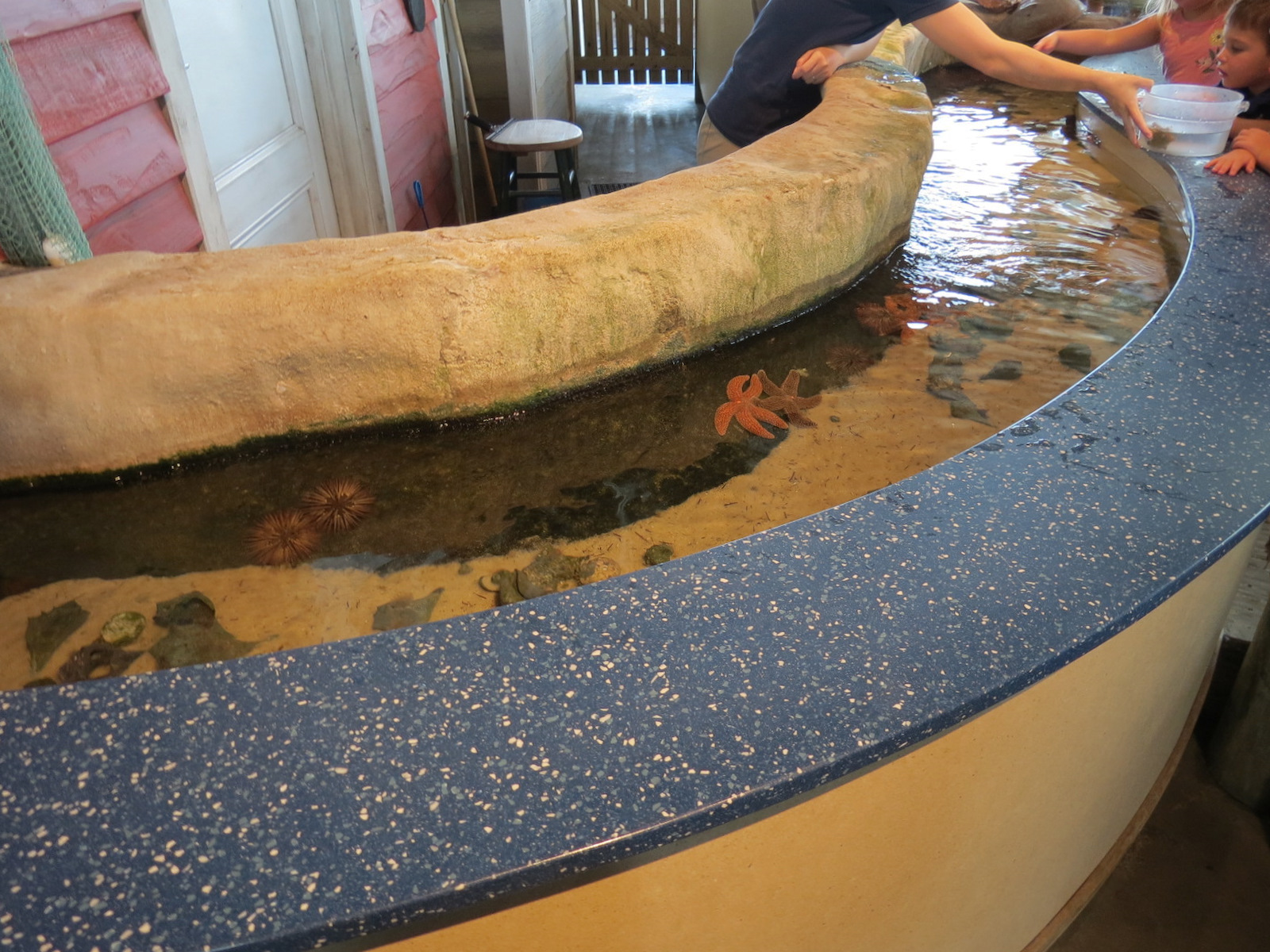 Touch Tank - Invertebrates