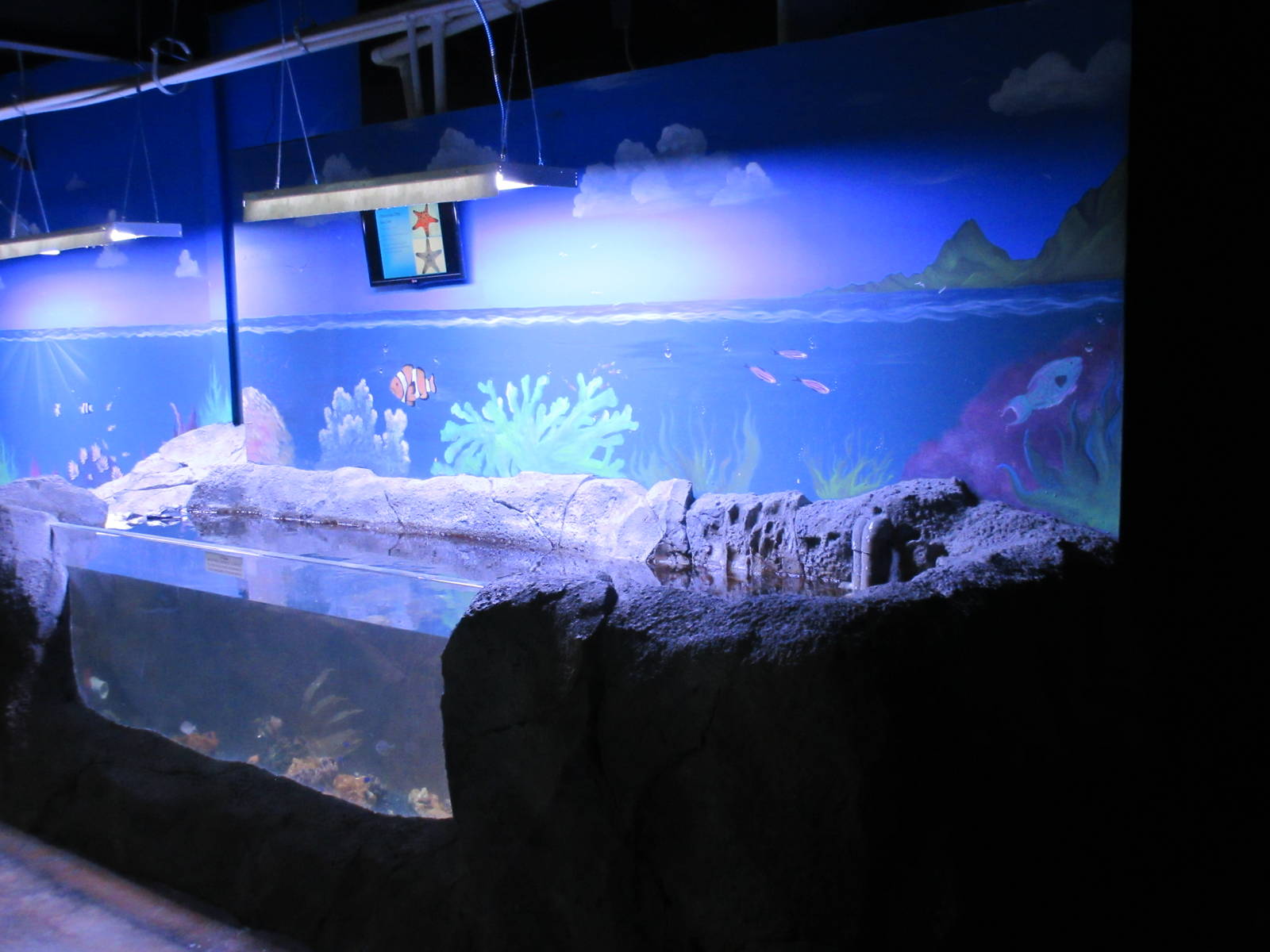 Touch Tank - one of many!