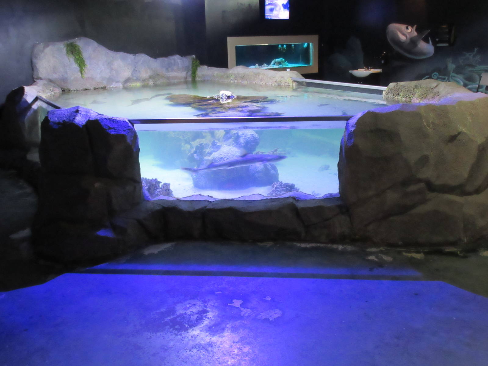 Touch Tank (one of many)