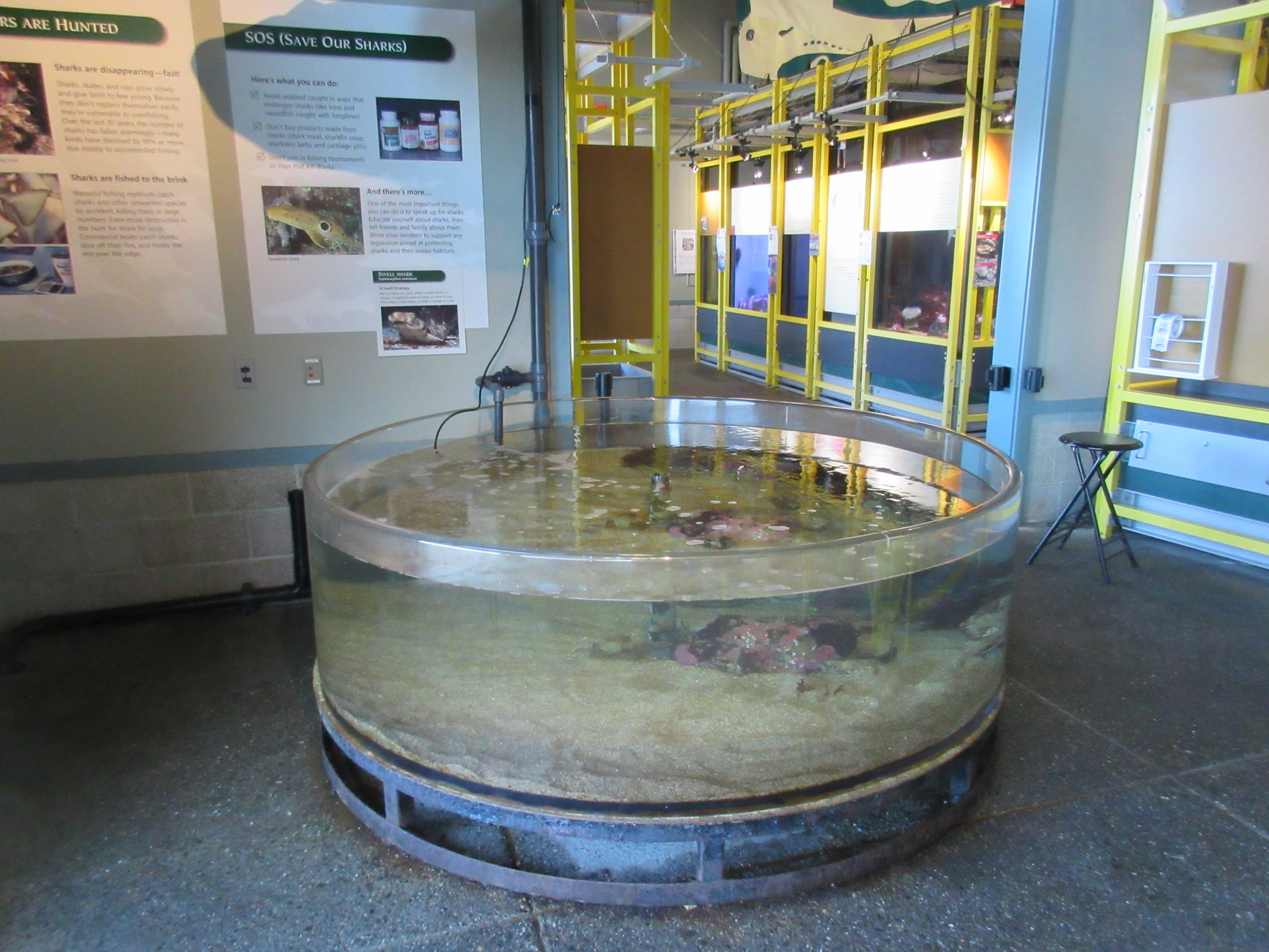Touch Tank with 4-Foot Swell Sharks