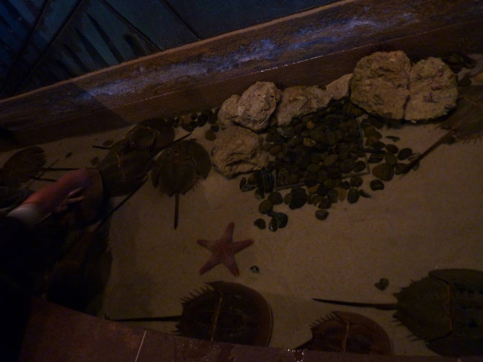 Touch tank with starfish & horseshoe crabs