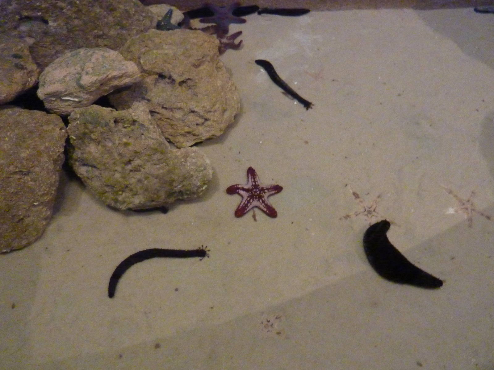 Touch tank with starfish & sea cucumbers