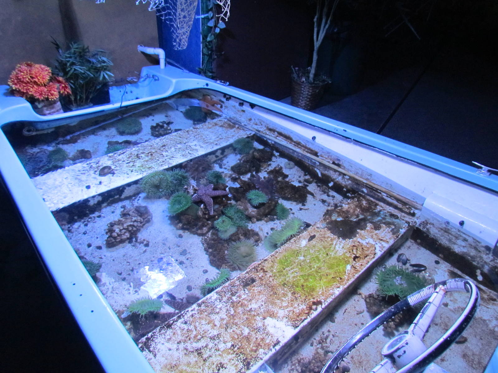 Touch Tank