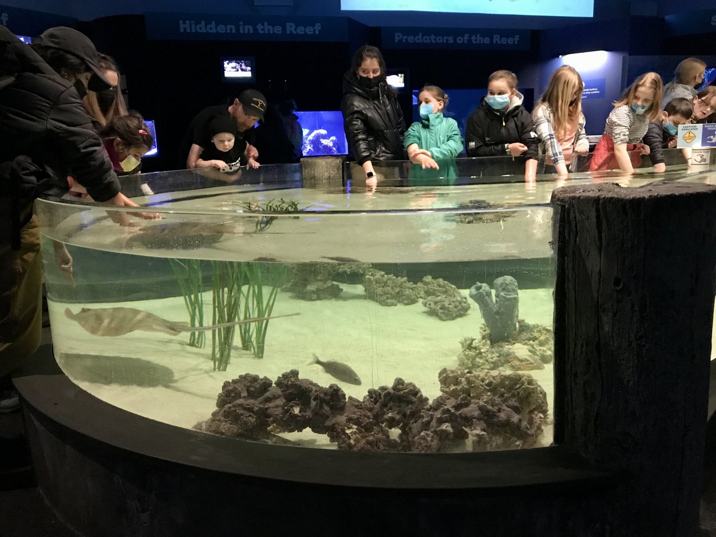 Touch Tank