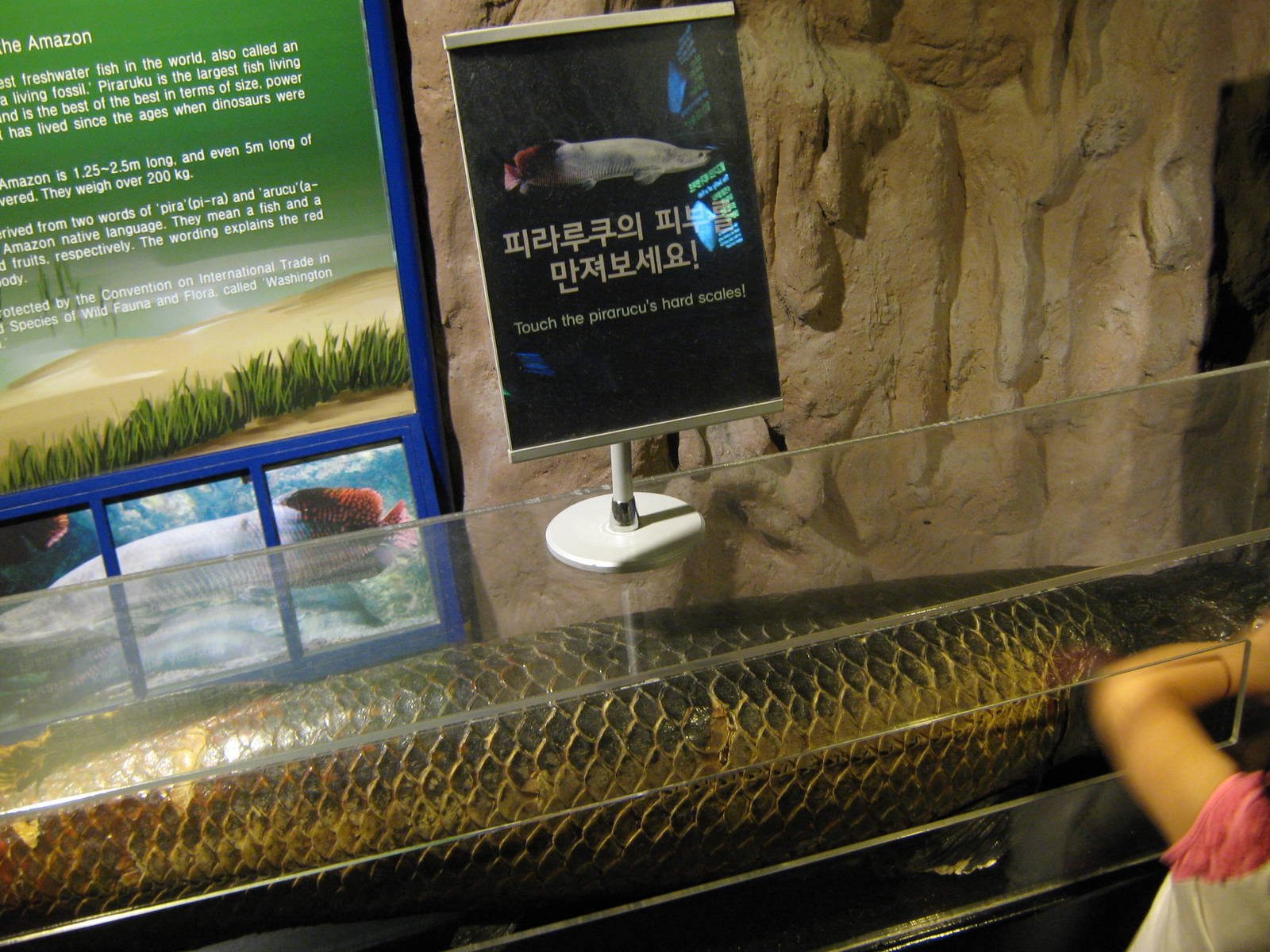 touch the arapaima