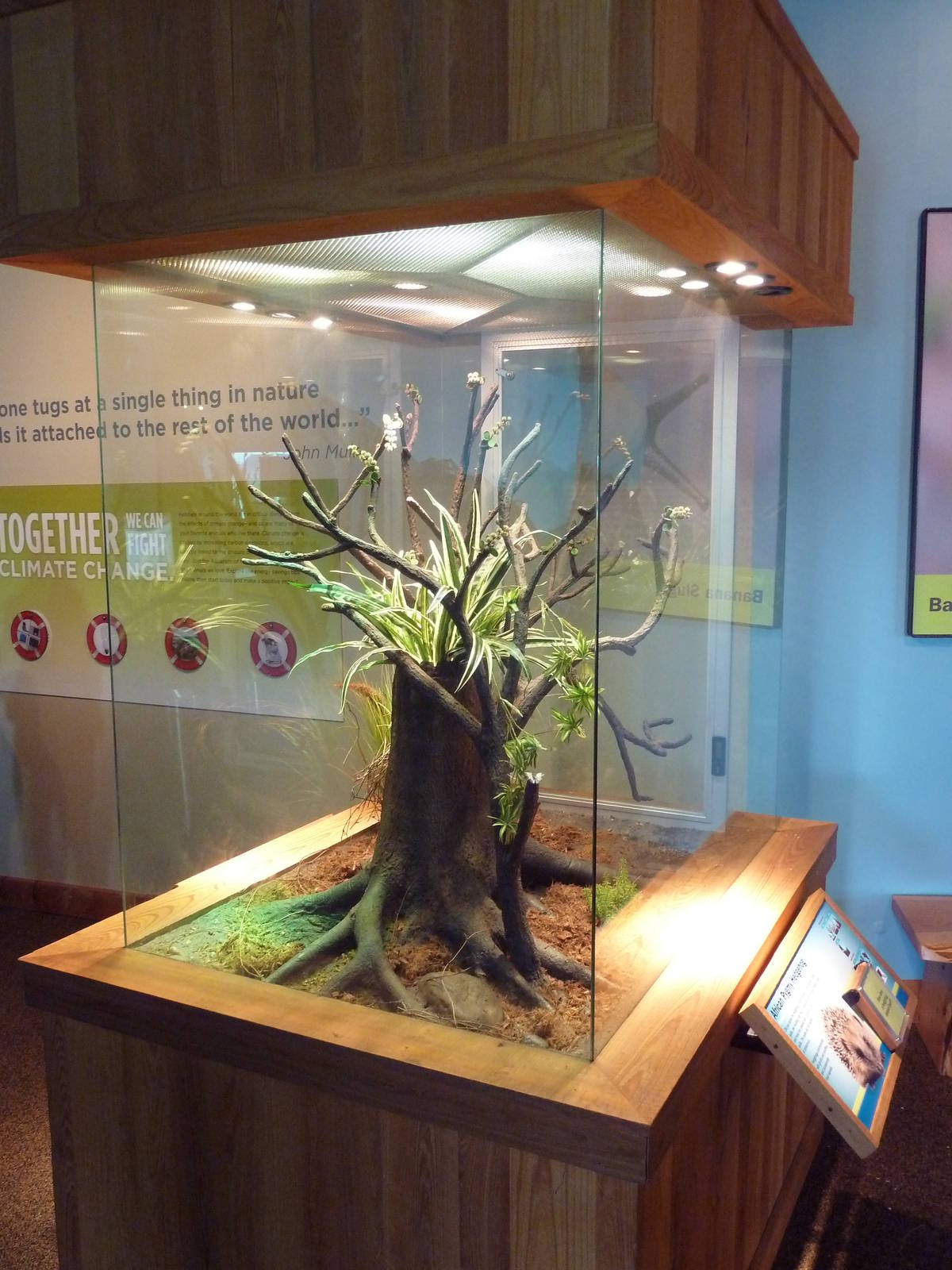 Touch The Bay - African Pygmy Hedgehog Exhibit