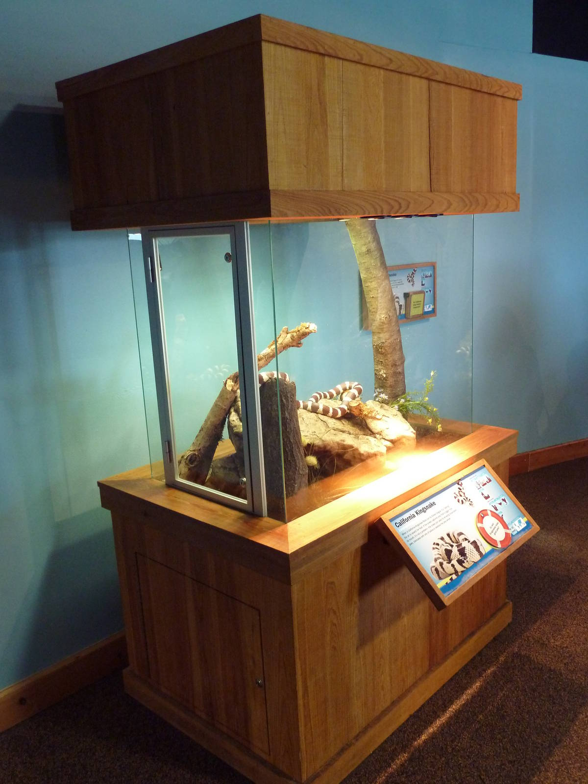 Touch The Bay - California Kingsnake Exhibit