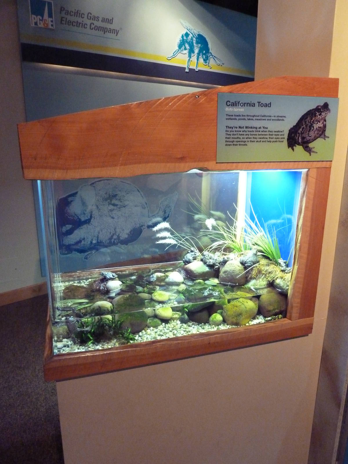 Touch The Bay - California Toad Exhibit