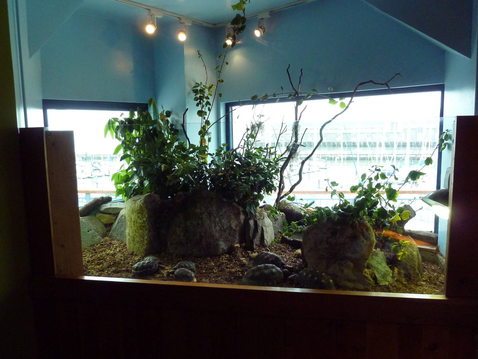 Touch The Bay - Cherry-Head Red-Foot Tortoise Exhibit