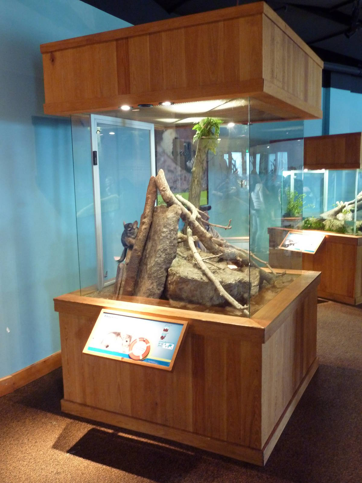 Touch The Bay - Chinchilla Exhibit