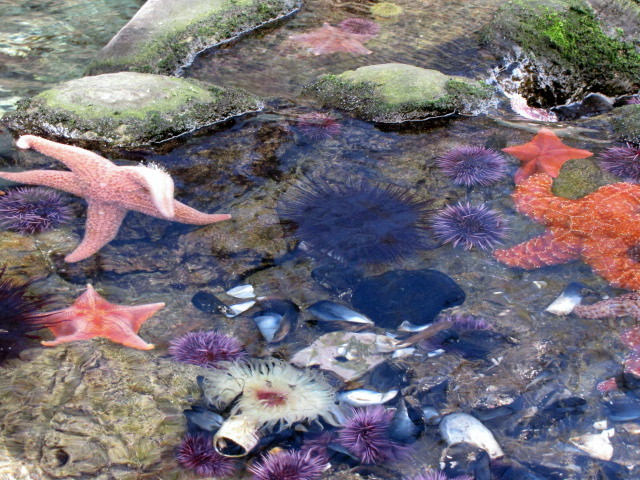 Touch Tide Pool
