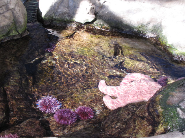 Touch Tide Pool