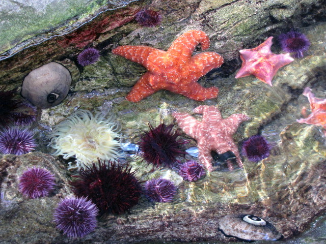 Touch Tide Pool