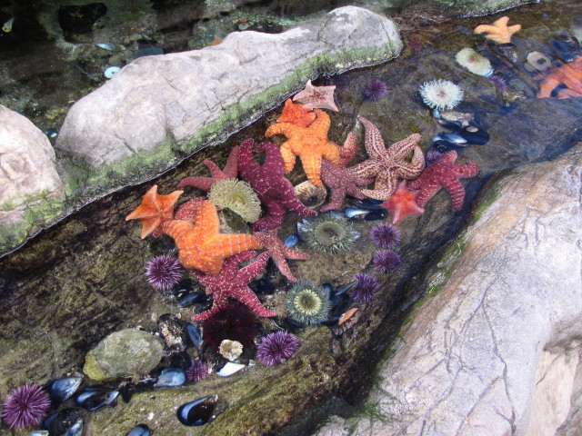 Touch Tide Pool
