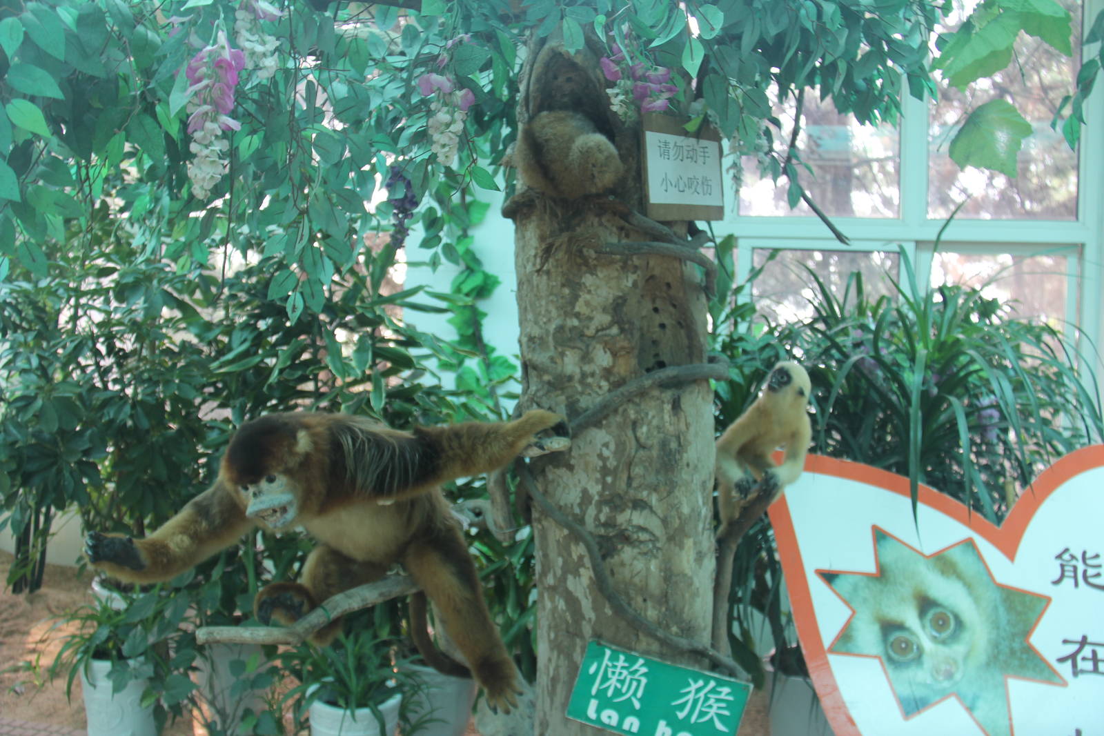 Touchable slow loris