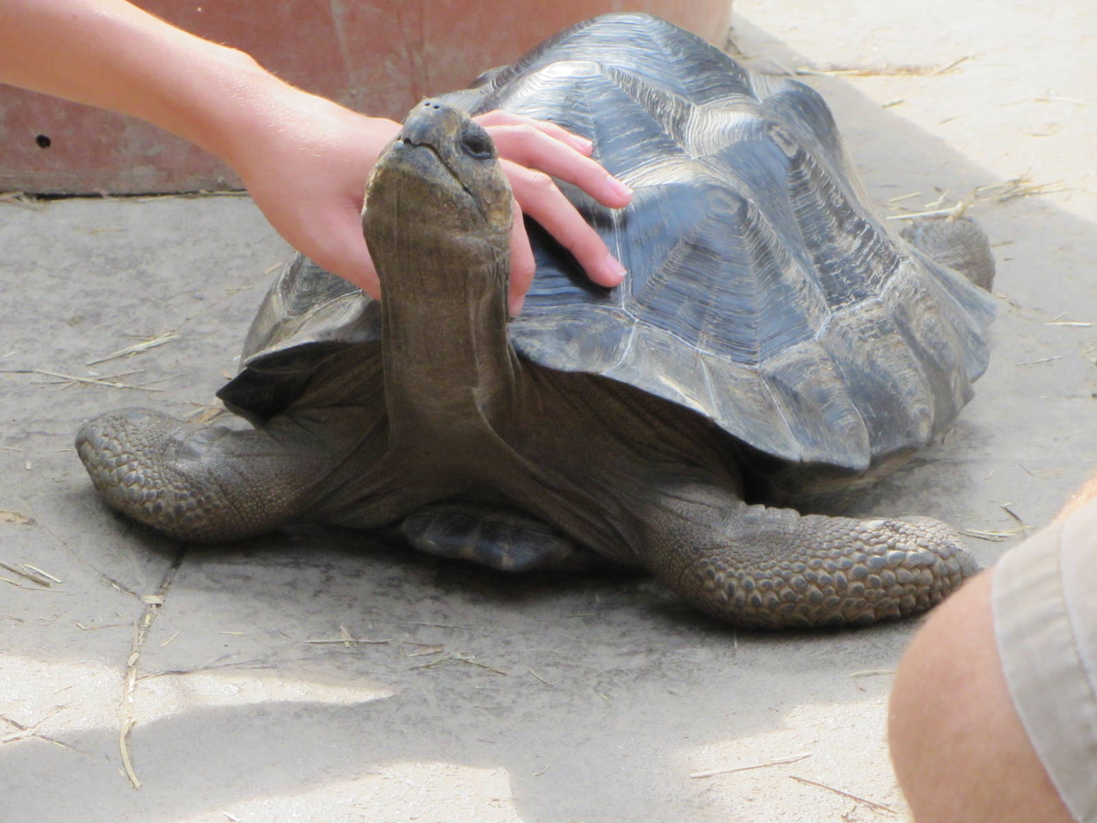 Touching a Tortoise