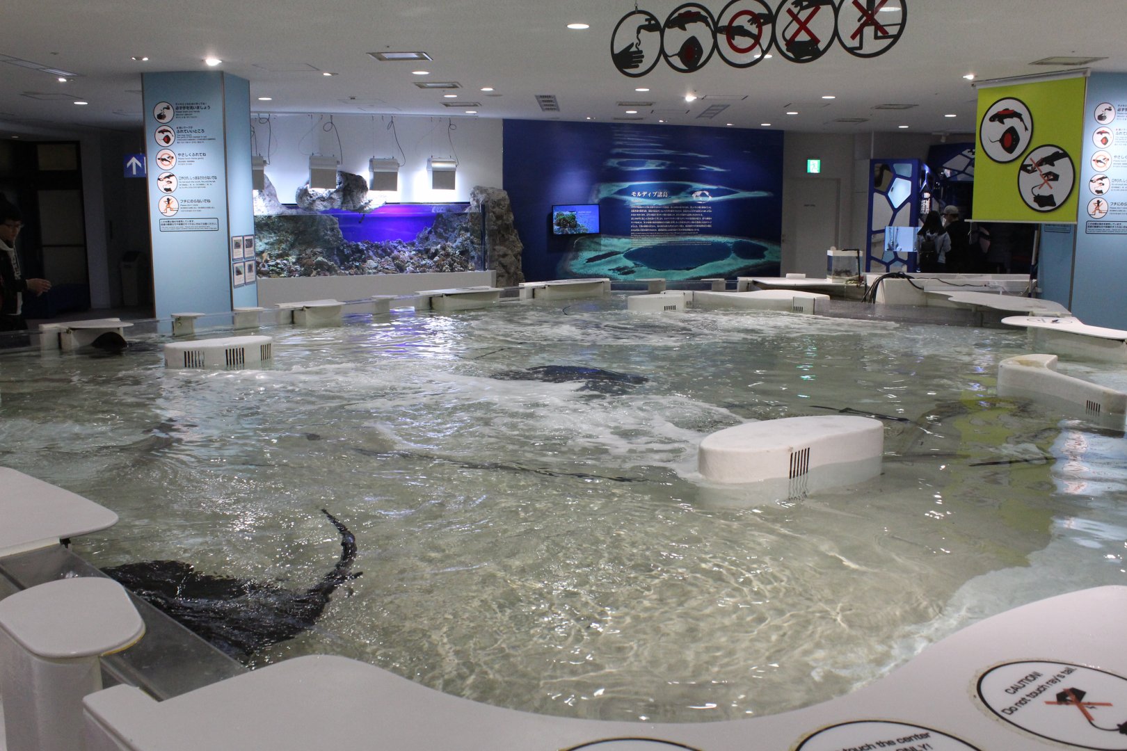 Touching tank for sharks and rays