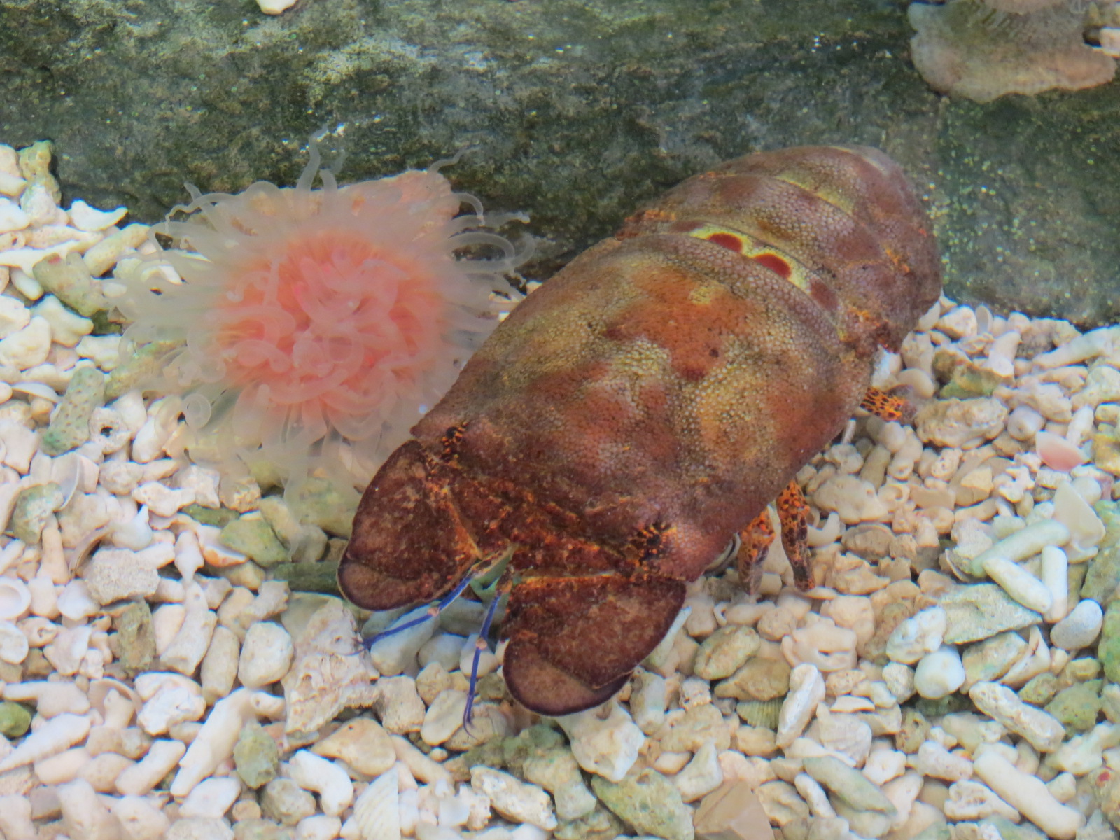 Touchtank - Slipper Lobster