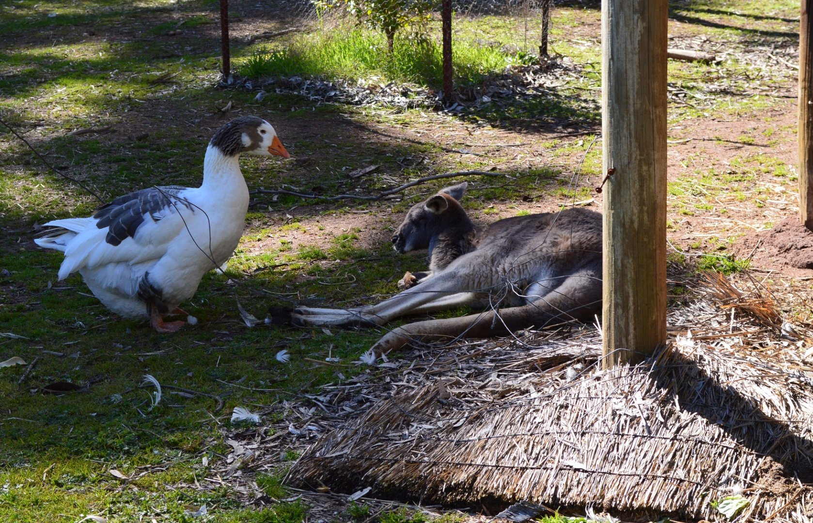 Toulouse Goose and Red Roo - Humbug Scrub