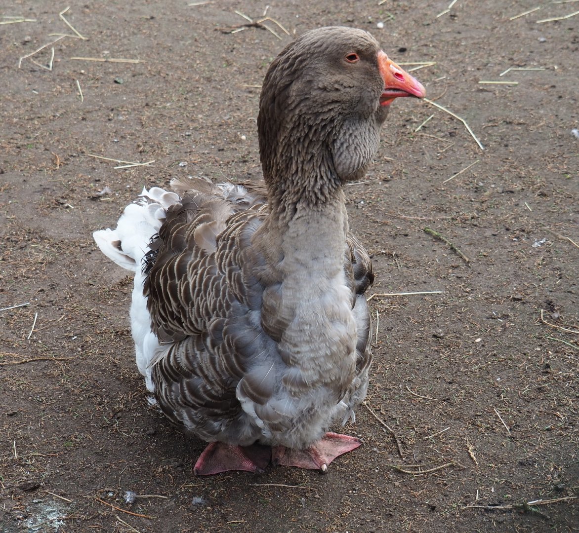 Toulouse goose (Anser anser domesticus), 2019-04-06